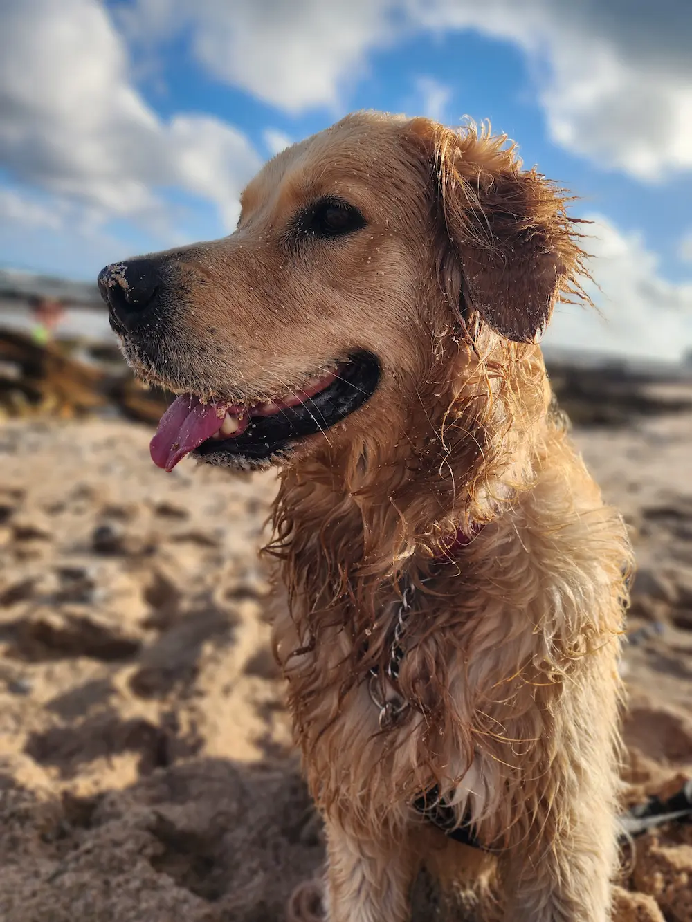 Lana at the beach, wet and sandy and completely happy