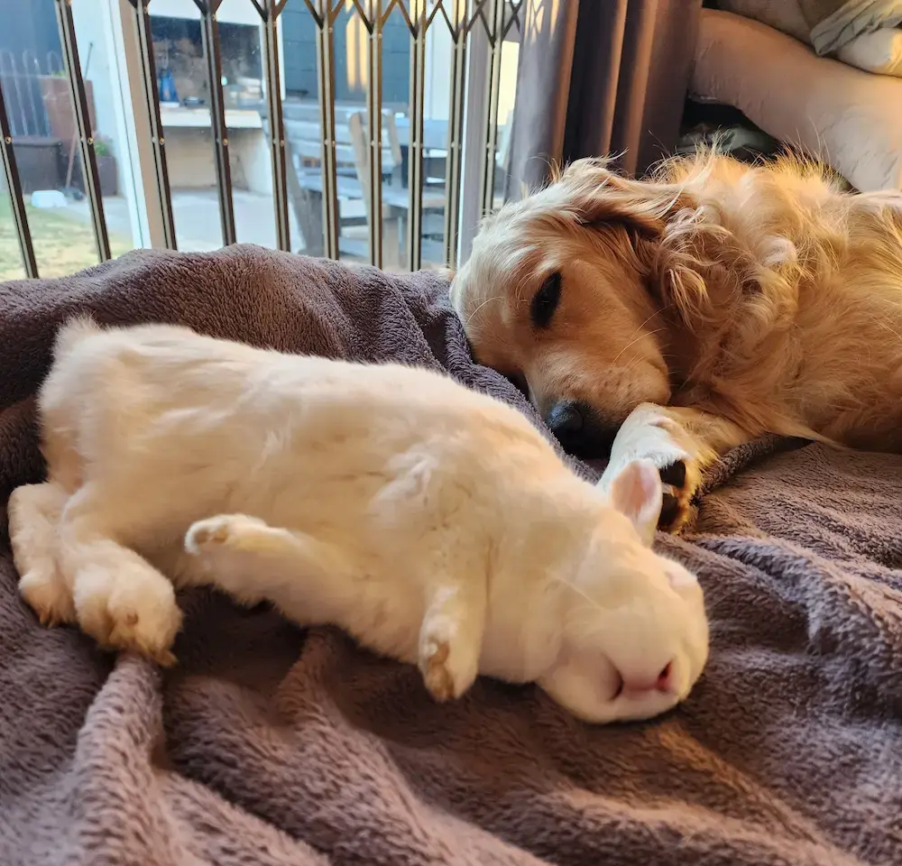 Lana and Marshie sleeping side by side on a blanket
