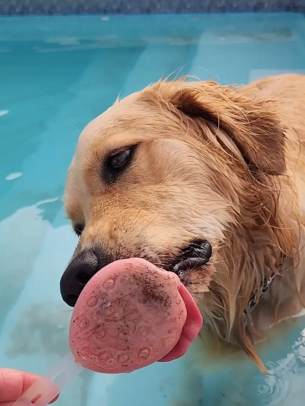 Lana in the pool licking a frozen berry treat, wet and happy