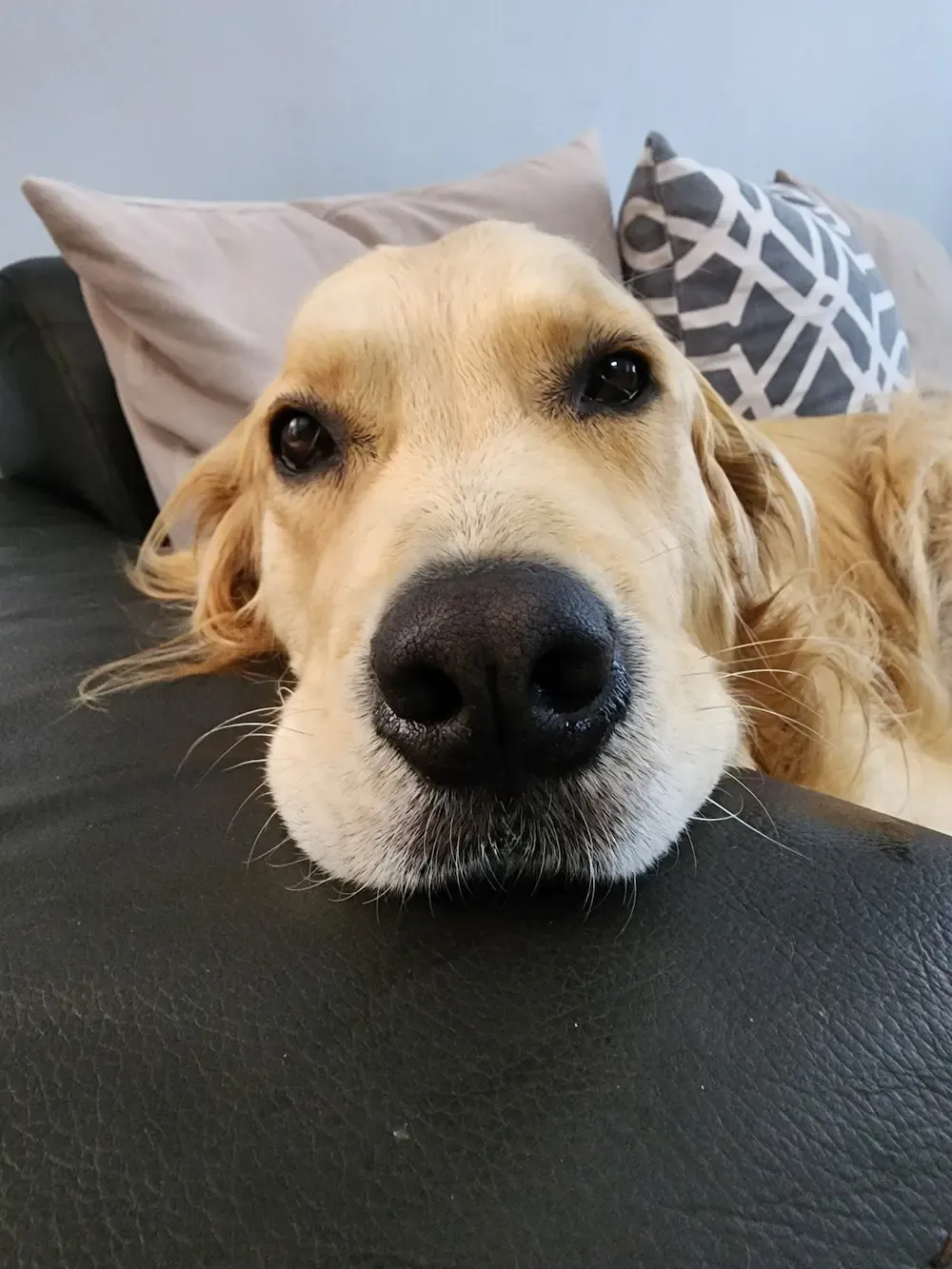 Lana resting her chin on the sofa, looking up with soft eyes