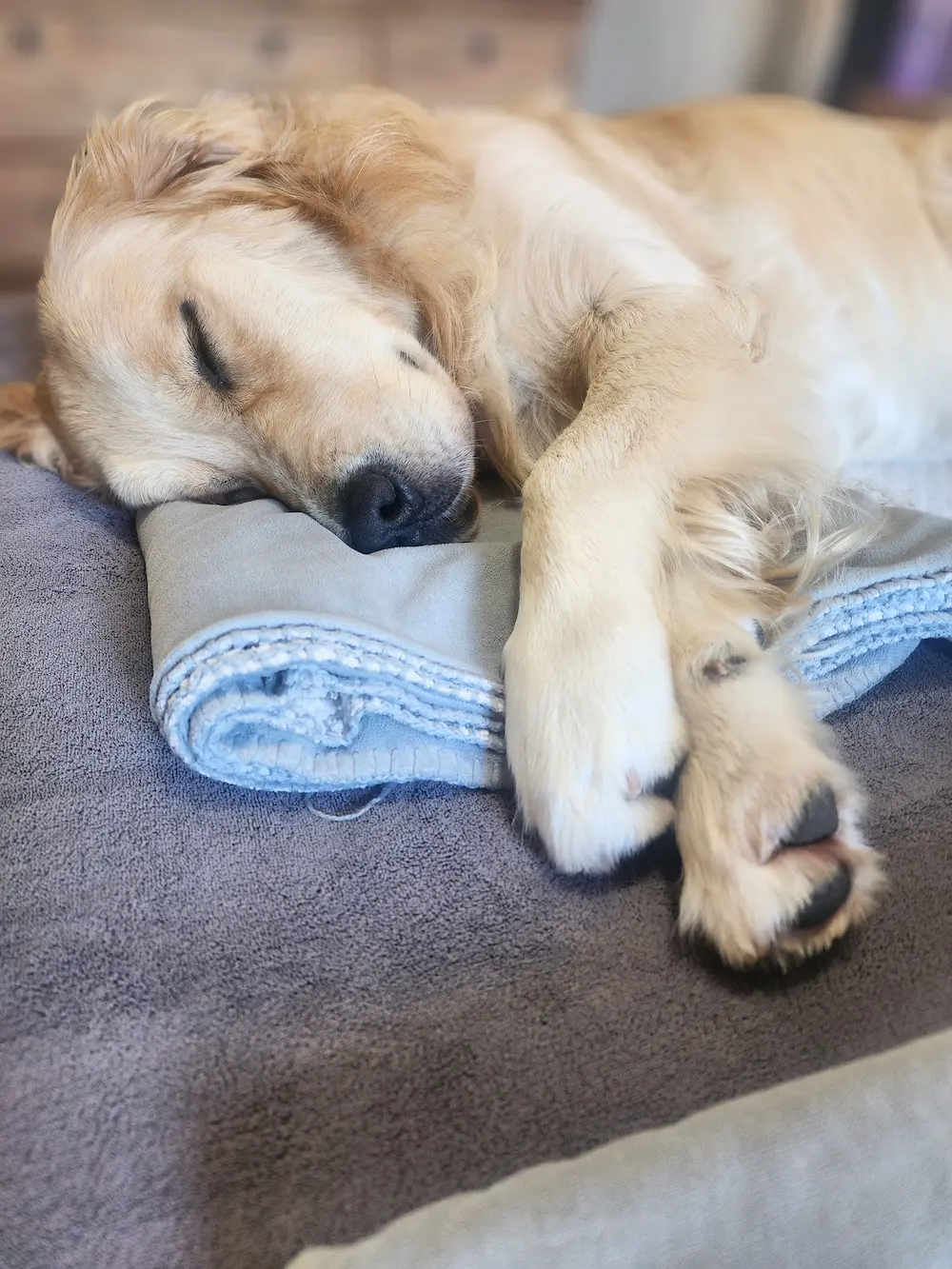 Lana sleeping peacefully with her head resting on a blanket