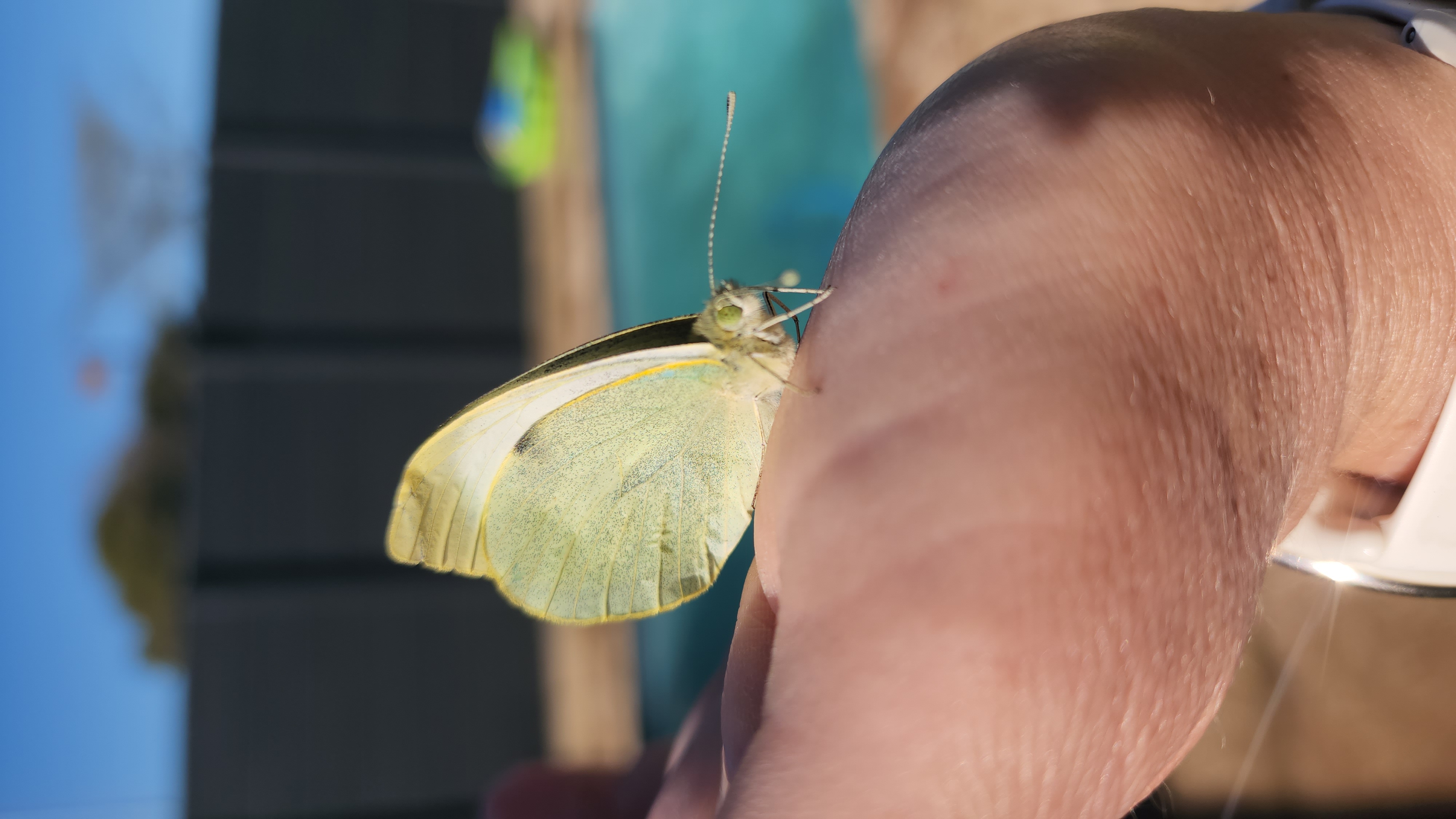 A butterfly resting on a hand with the pool in the background