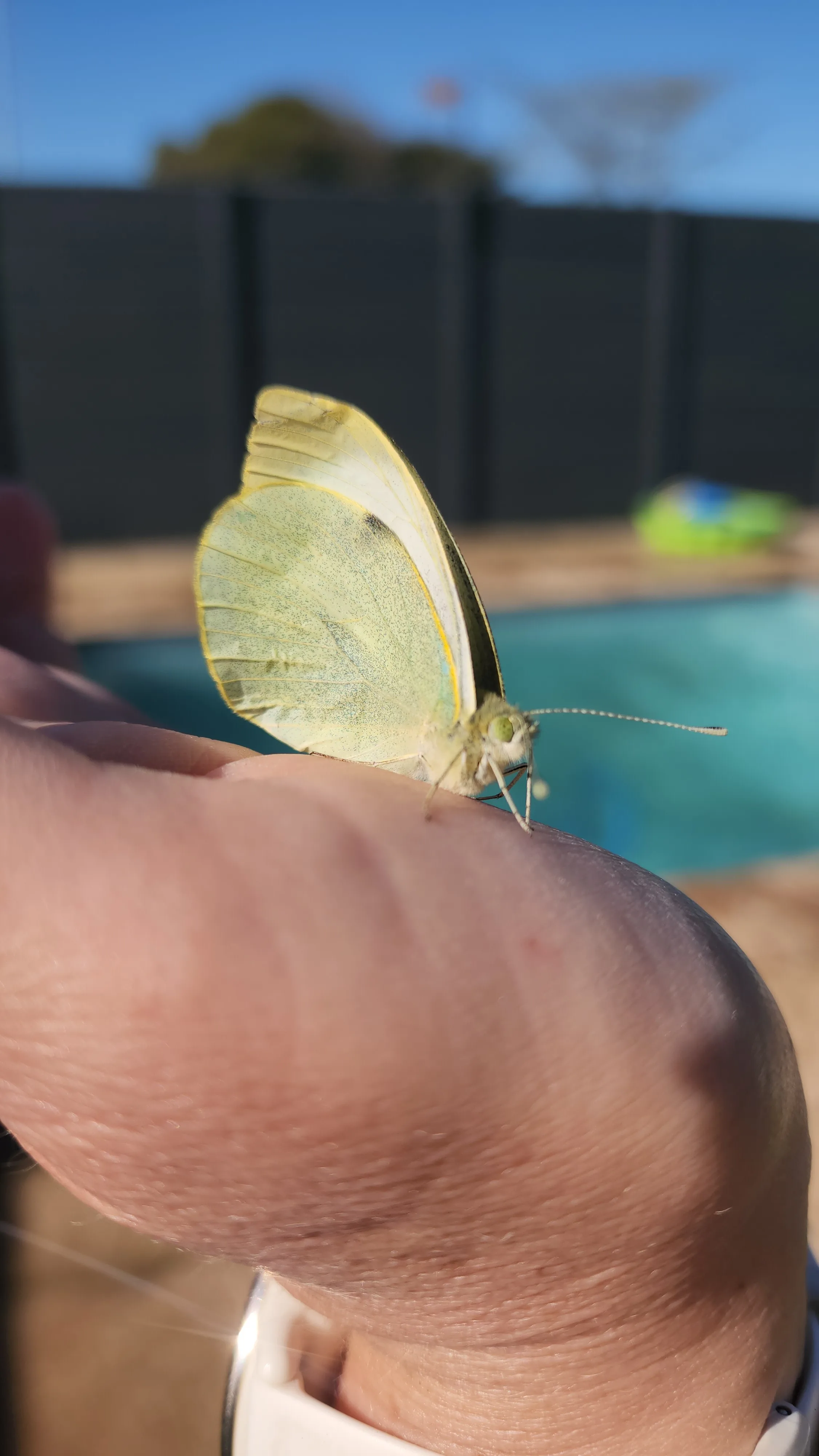 A butterfly resting on a hand with the pool in the background