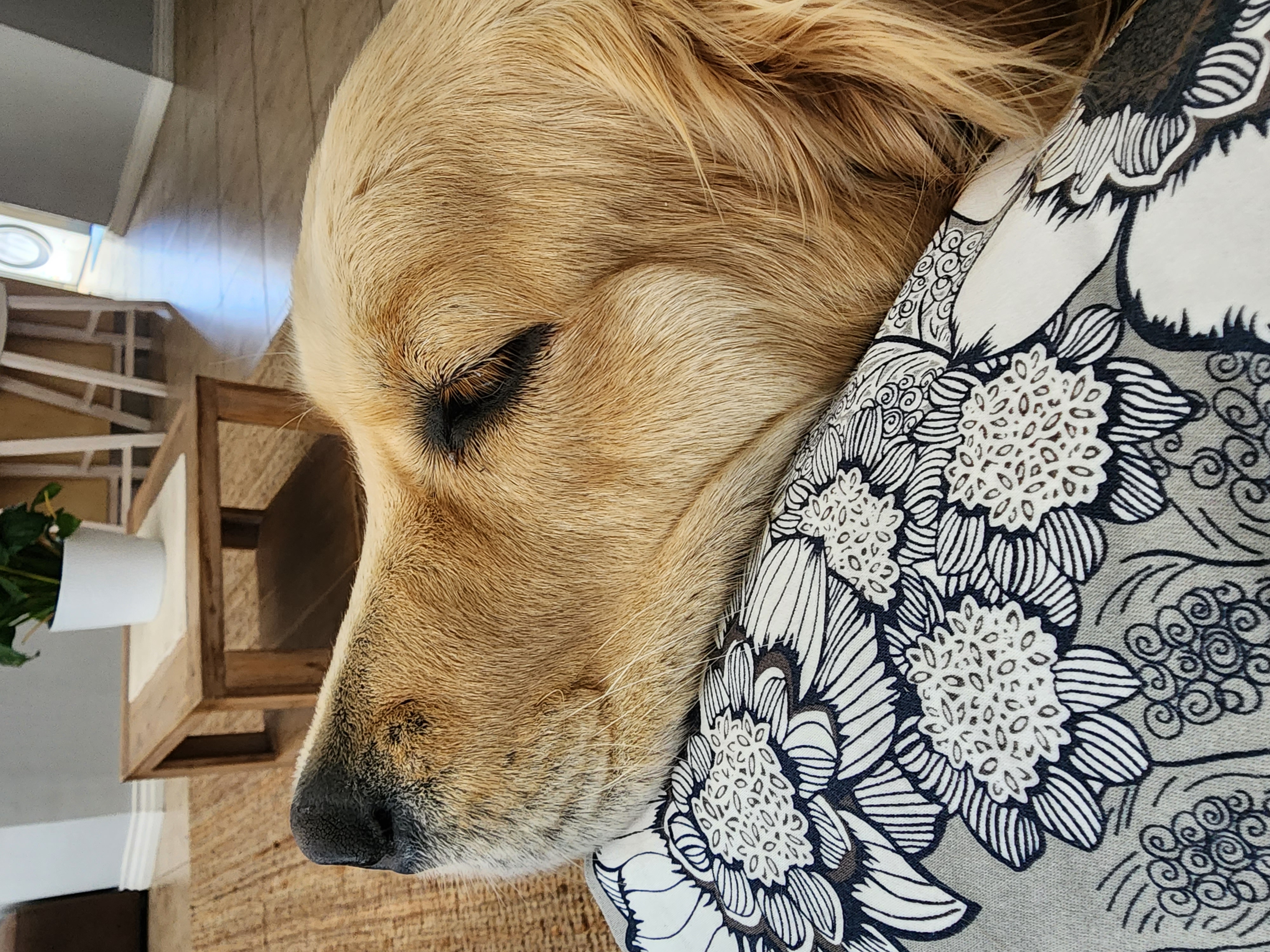 Lana asleep with her chin resting on a cushion, totally at peace
