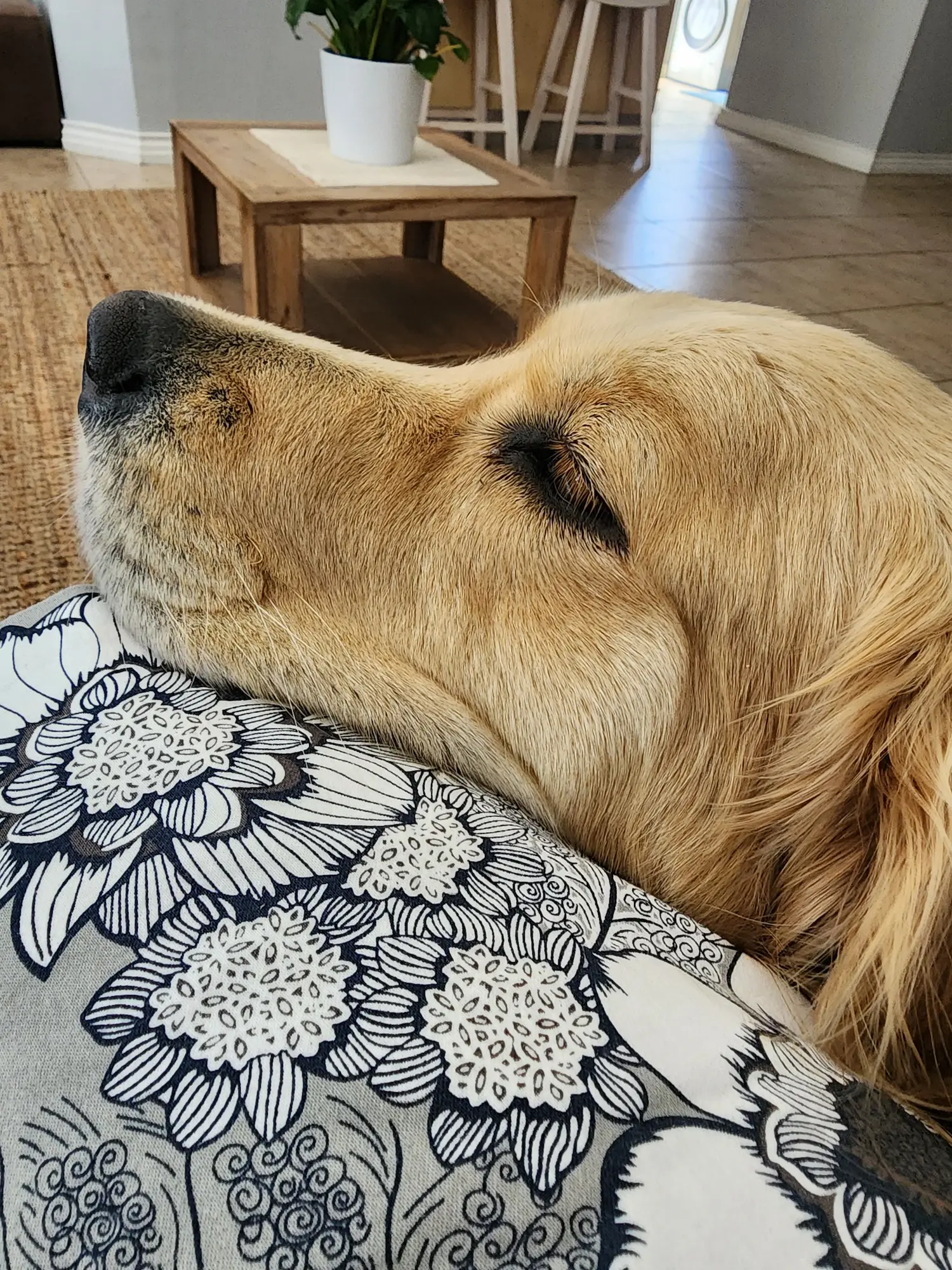 Lana the golden retriever resting peacefully — completely relaxed once her person is close