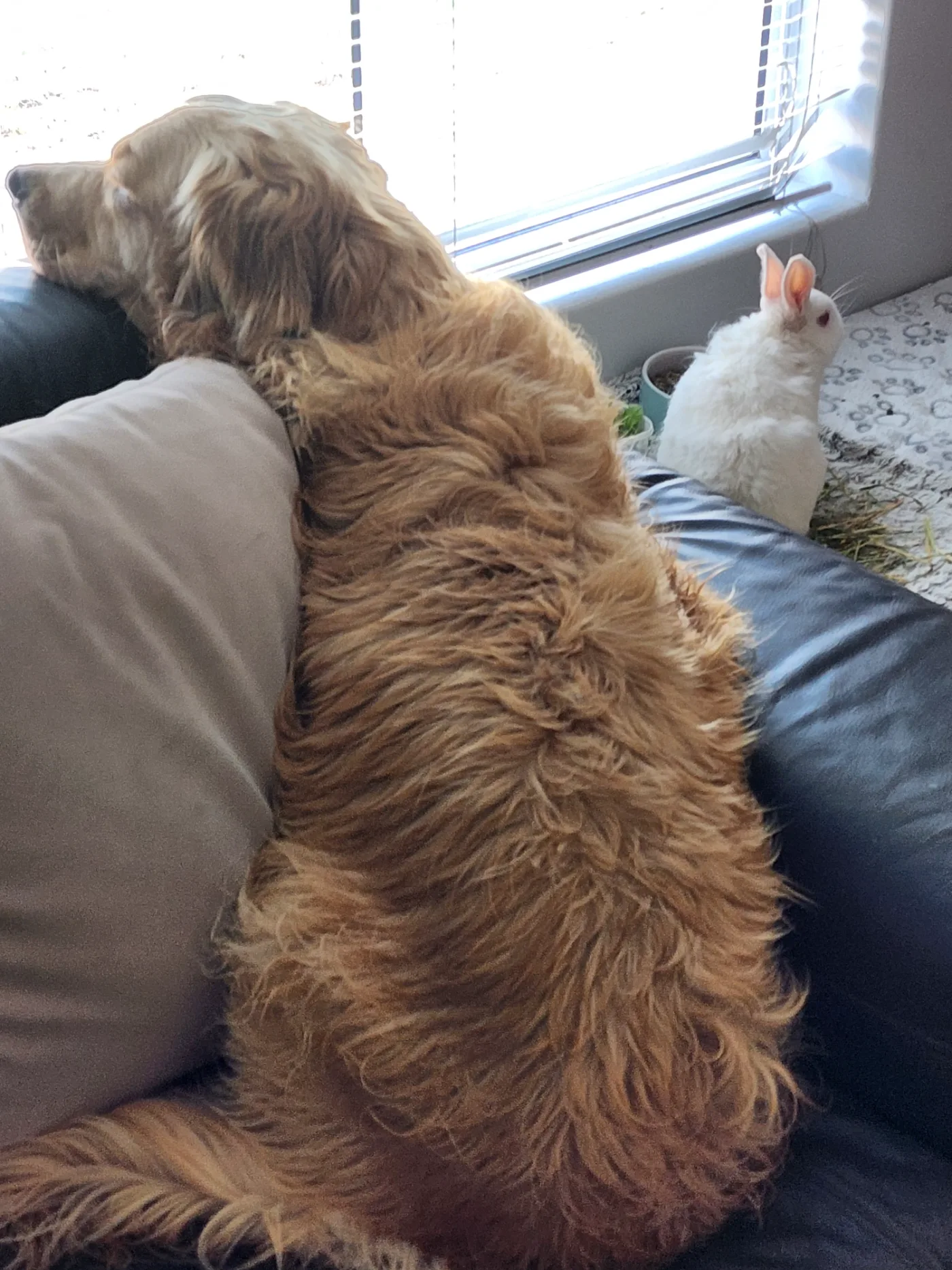 Lana on the couch with Marshie, watching out the window