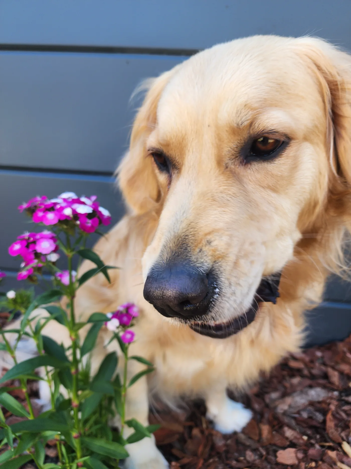 Lana looking straight at me beside the pink flowers