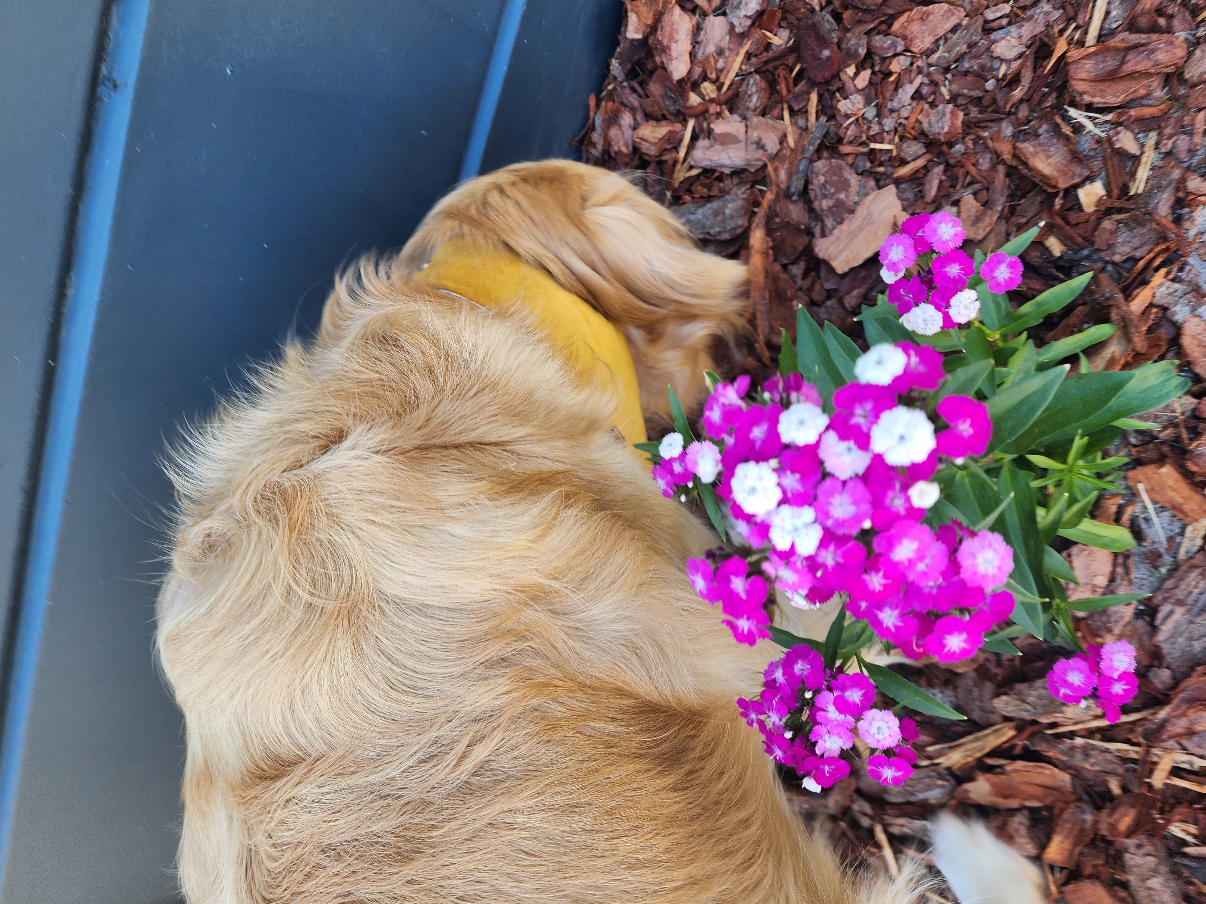 Lana sniffing pink flowers in the garden