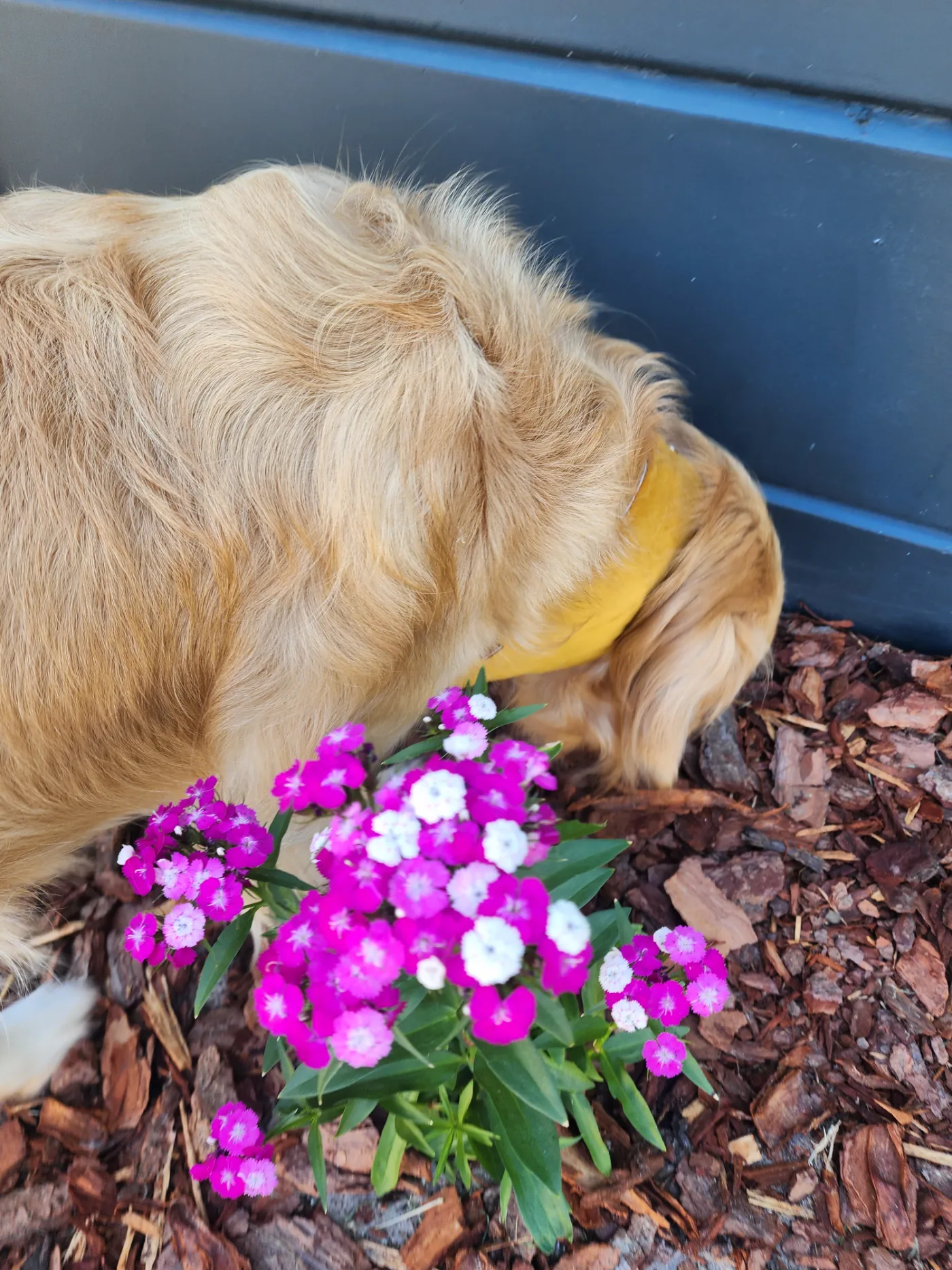 Lana sniffing pink flowers in the garden