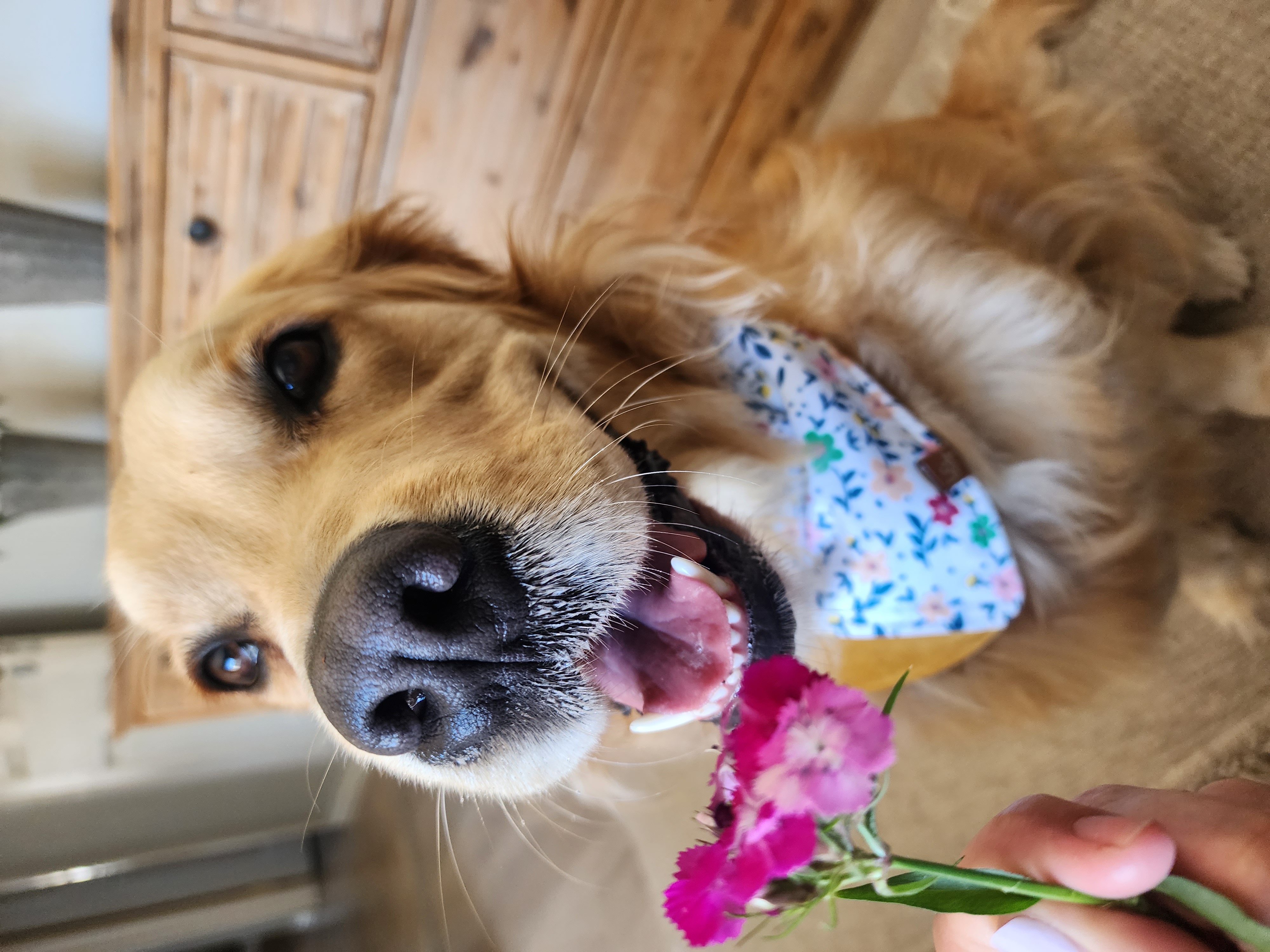 Lana smiling with pink flowers and her floral bandana