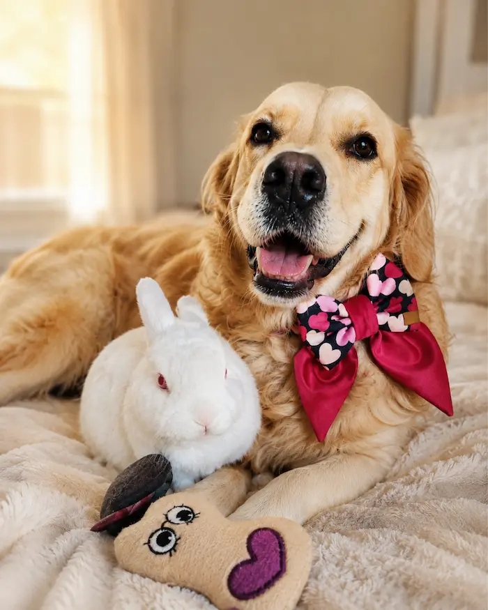 Lana the golden retriever resting happily with a rabbit friend