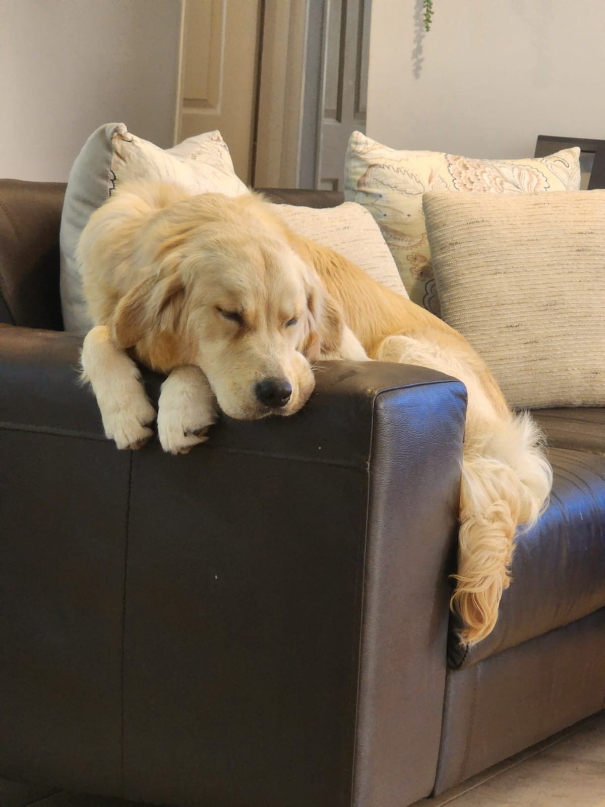 Lana asleep on the sofa