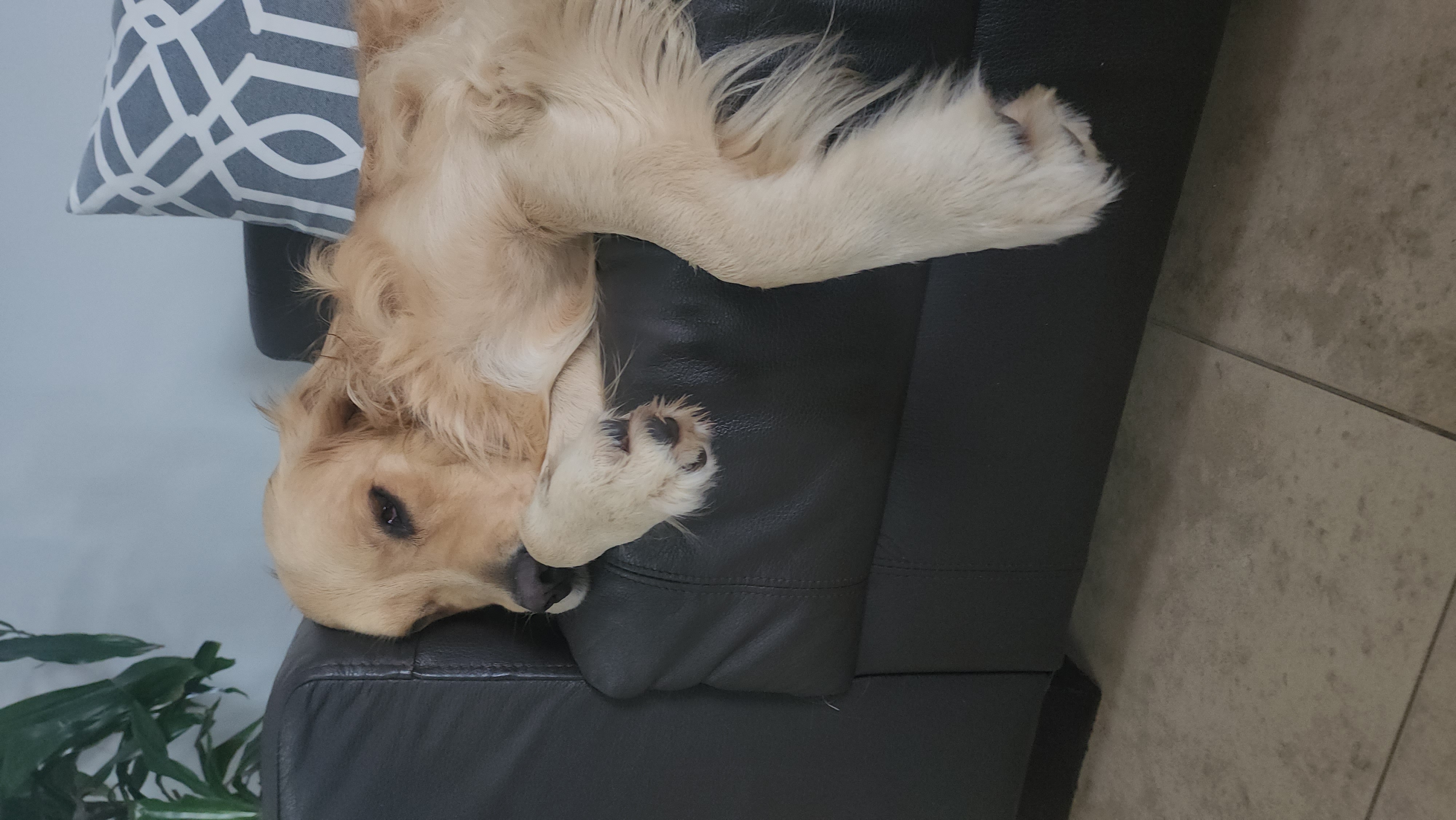 Lana draped over the sofa arm
