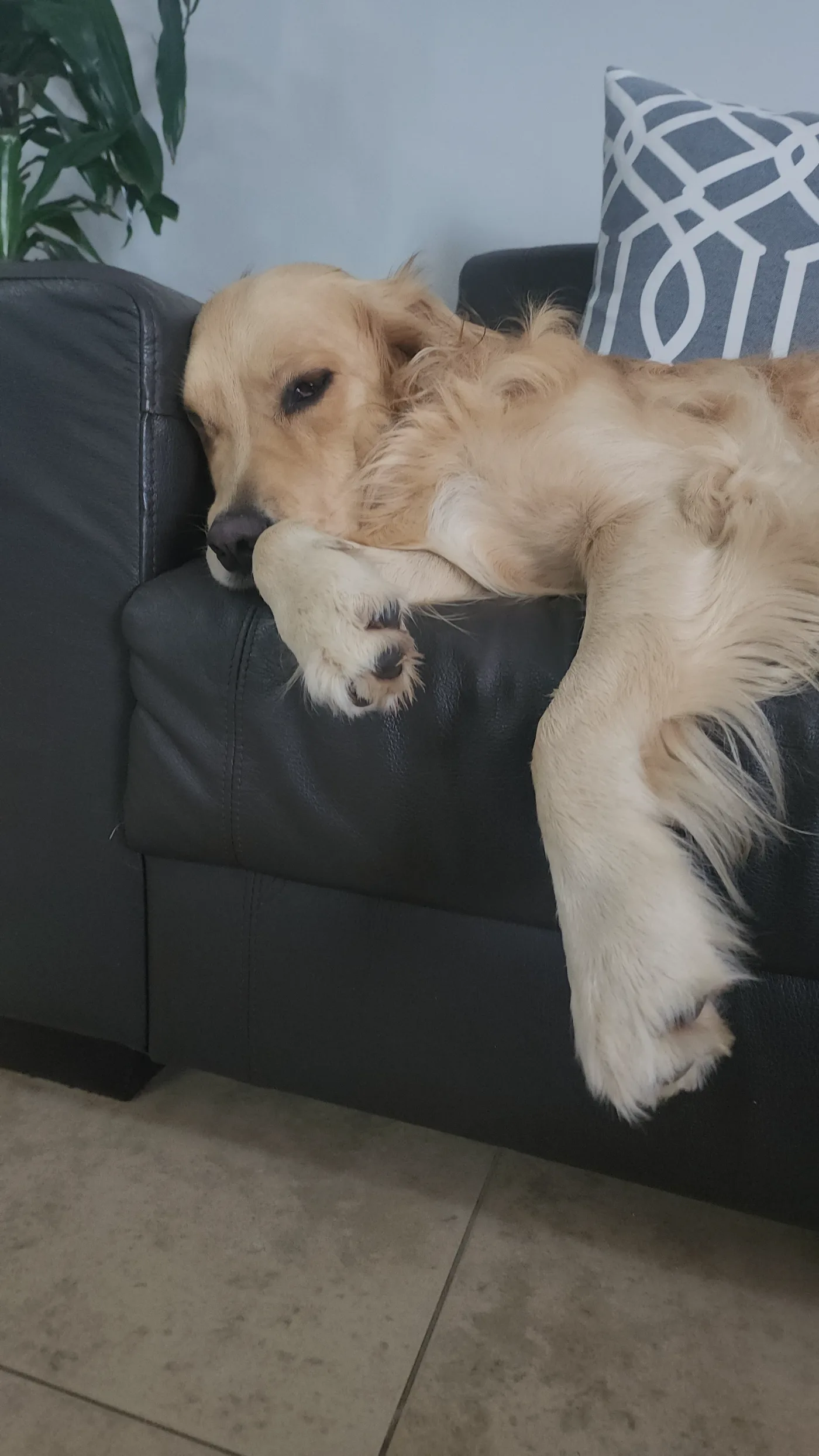 Lana draped over the sofa arm