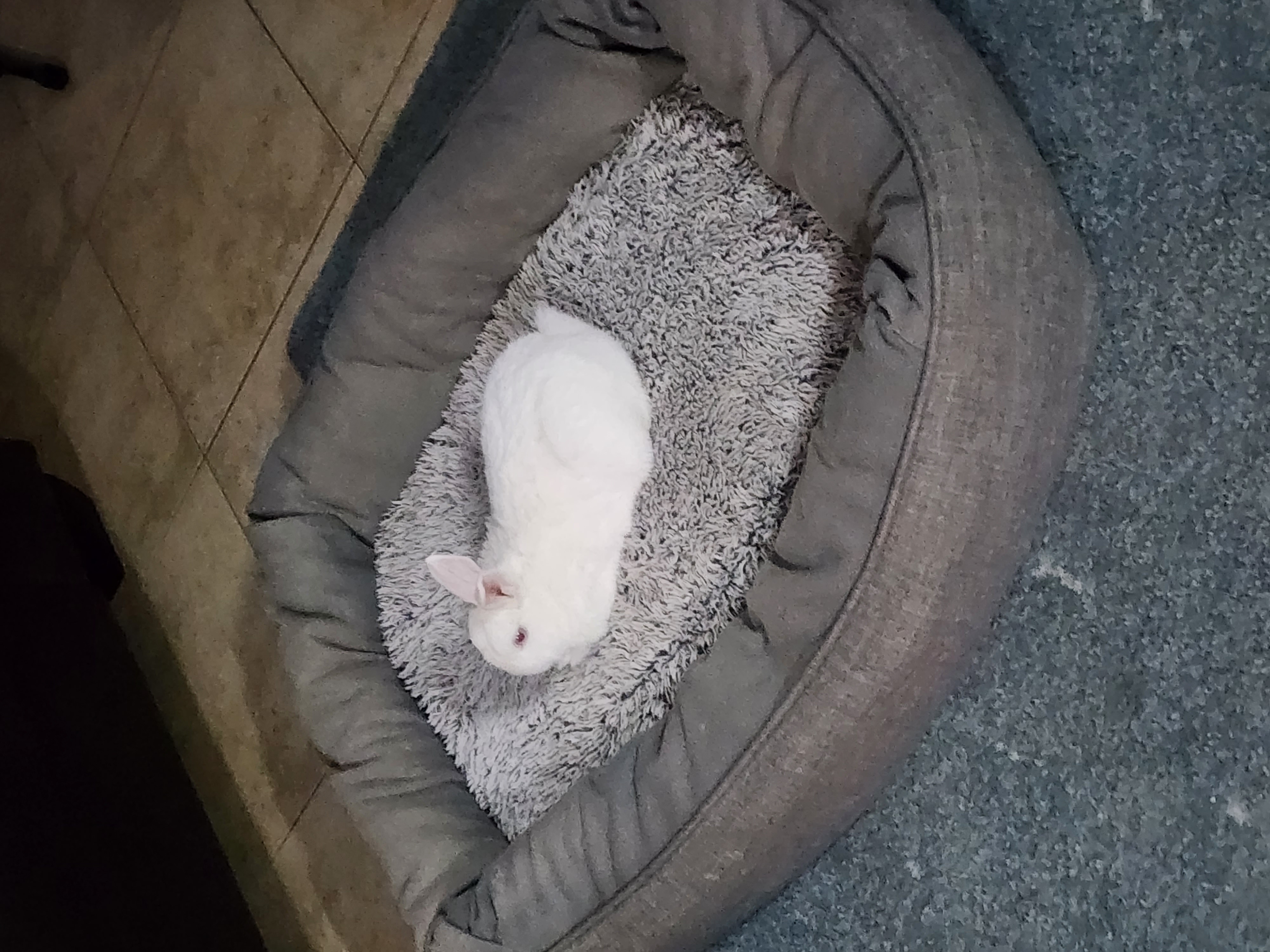 Marshie curled up in Lana's dog bed