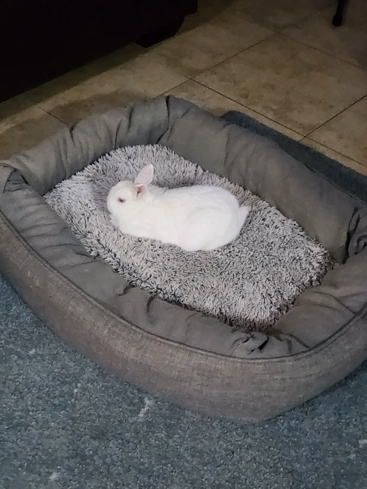 Marshie curled up in Lana's dog bed