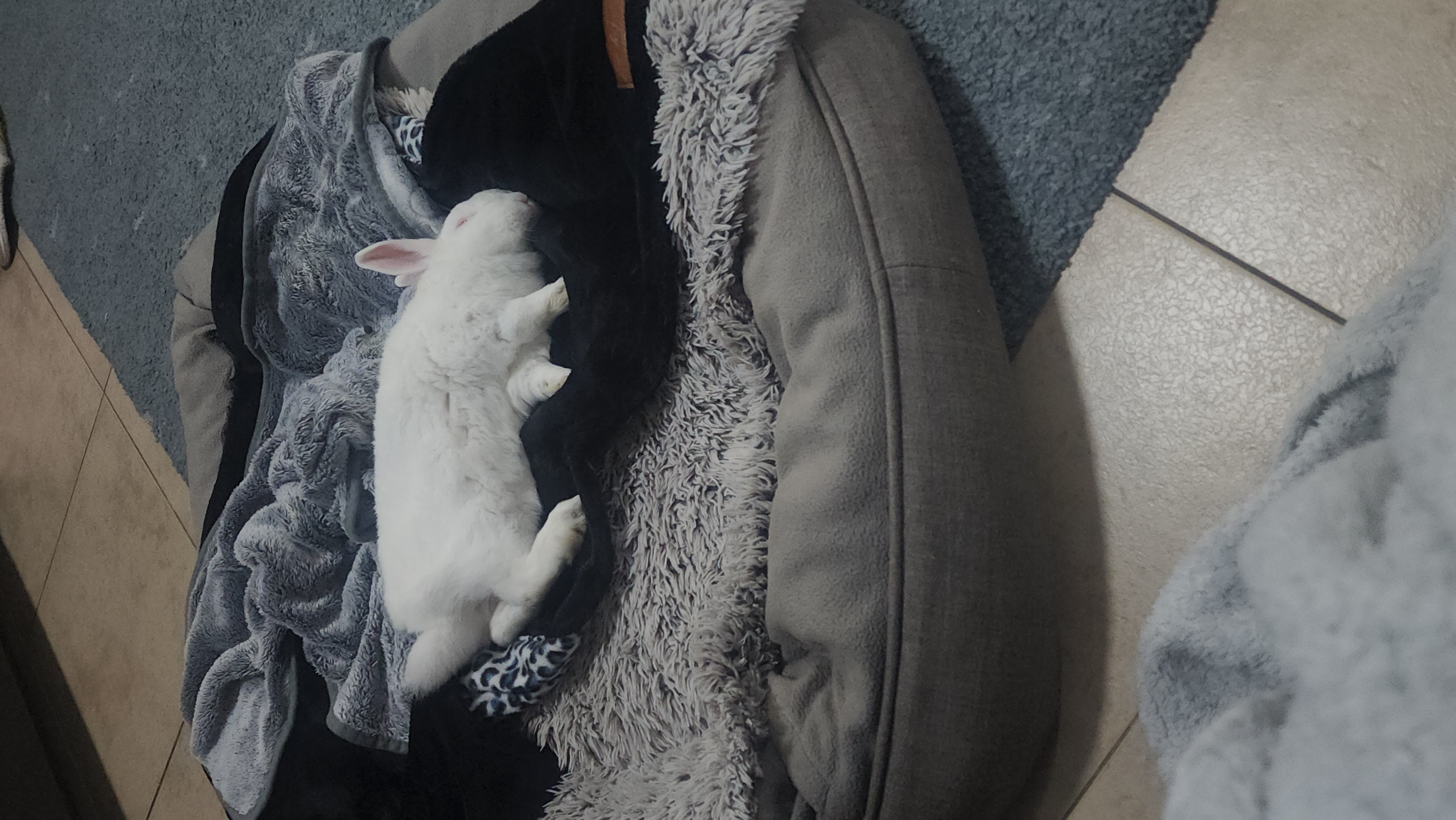 Marshie stretched out on Lana's dog bed with a blanket