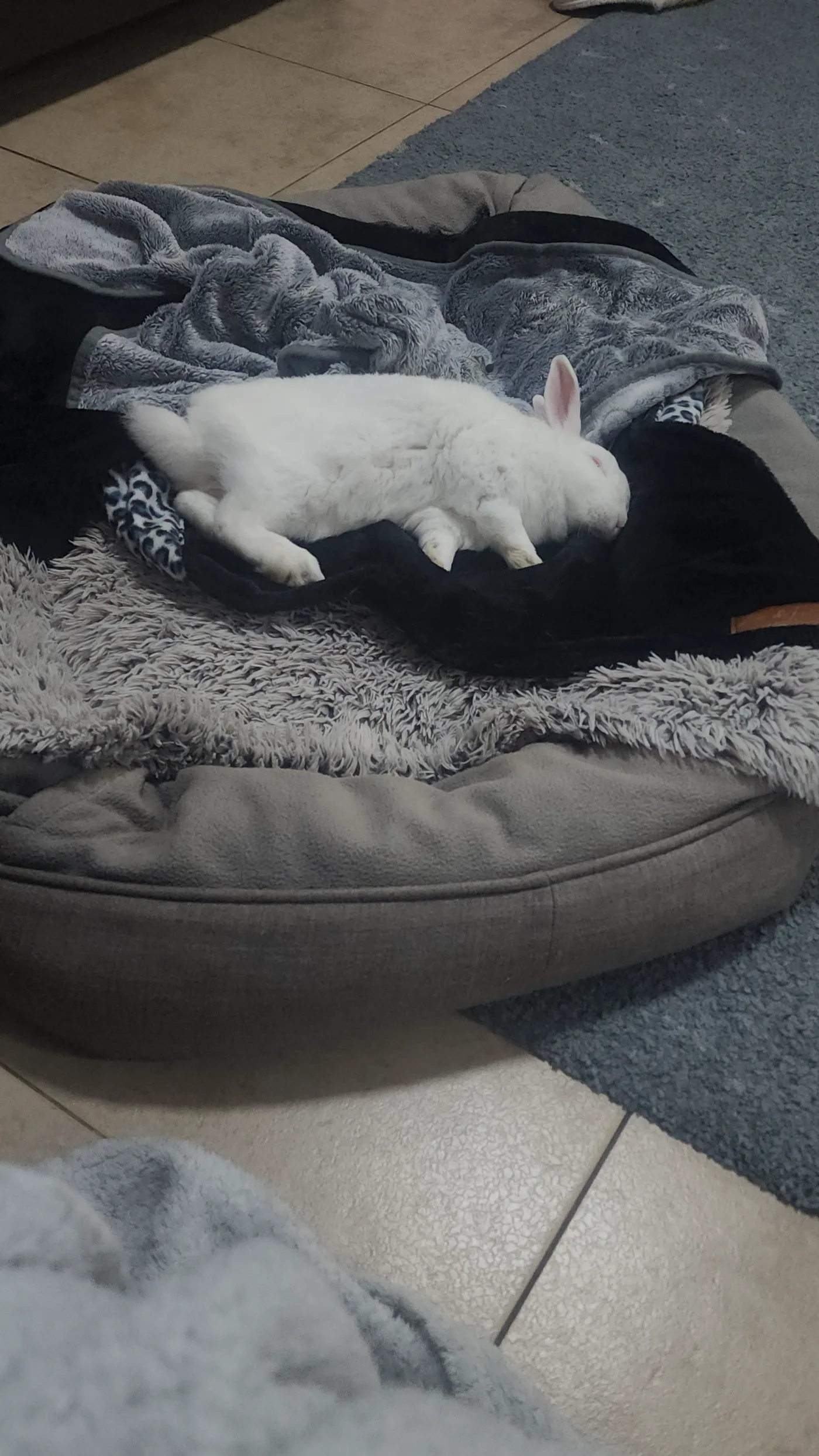 Marshie stretched out on Lana's dog bed with a blanket