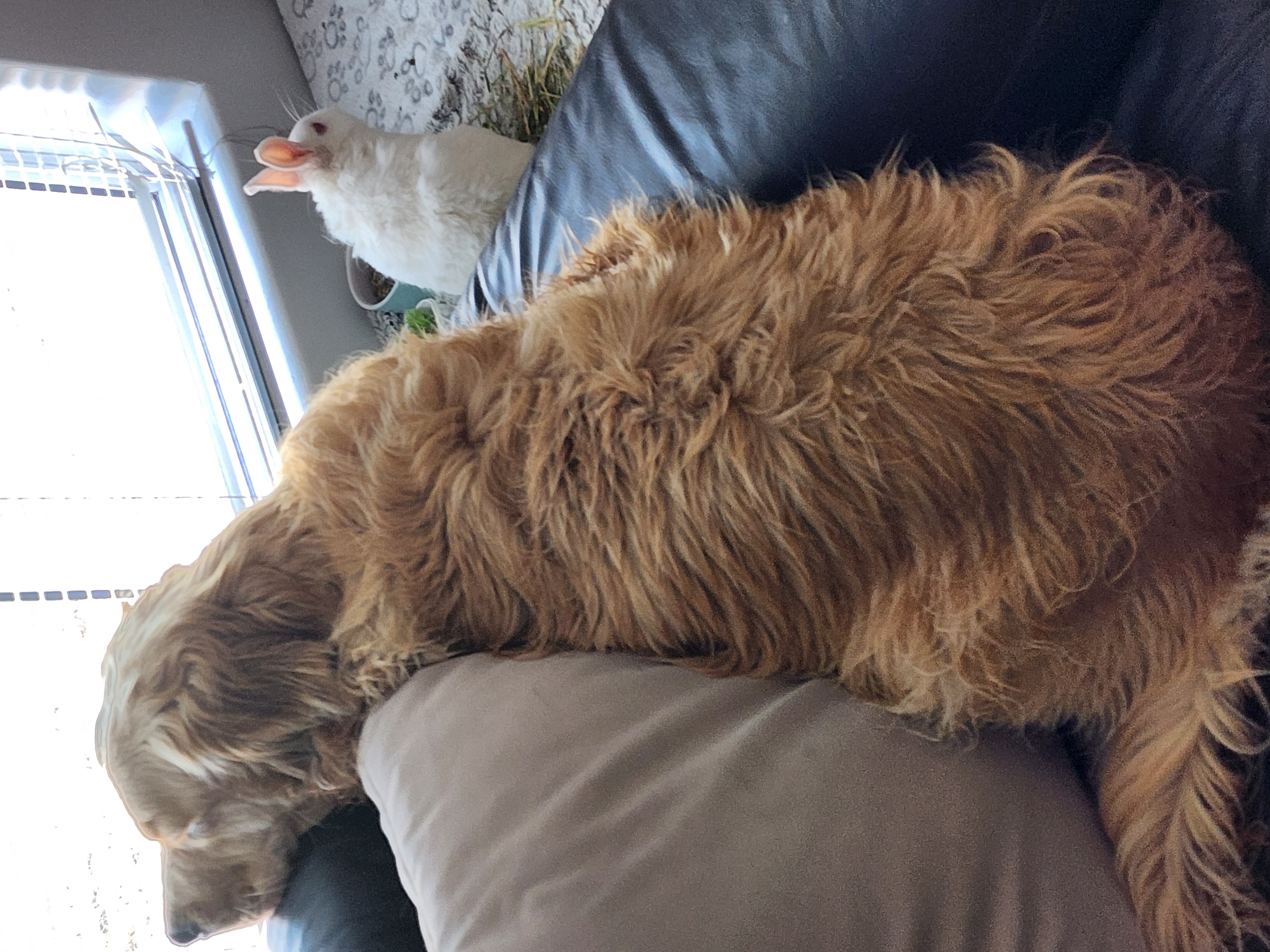 Lana and Marshie sitting together by the window