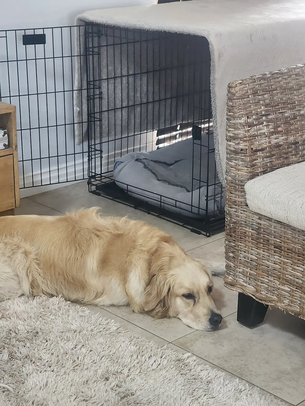 Lana sleeping peacefully in her crate