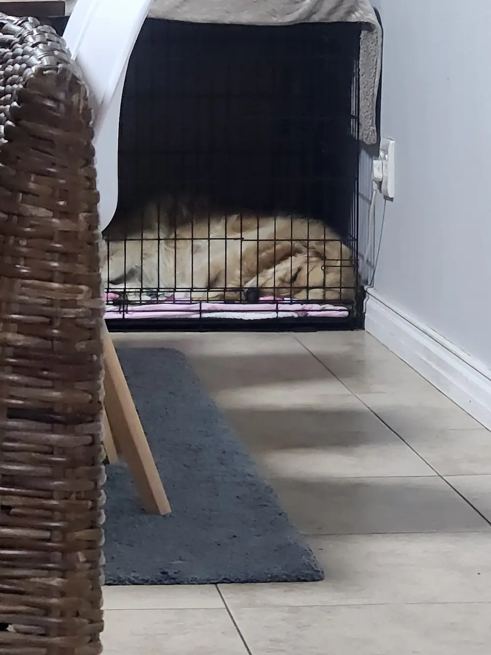Lana resting calmly near her crate