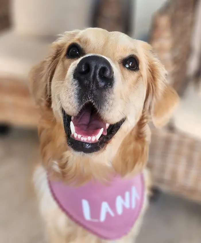 Lana the golden retriever