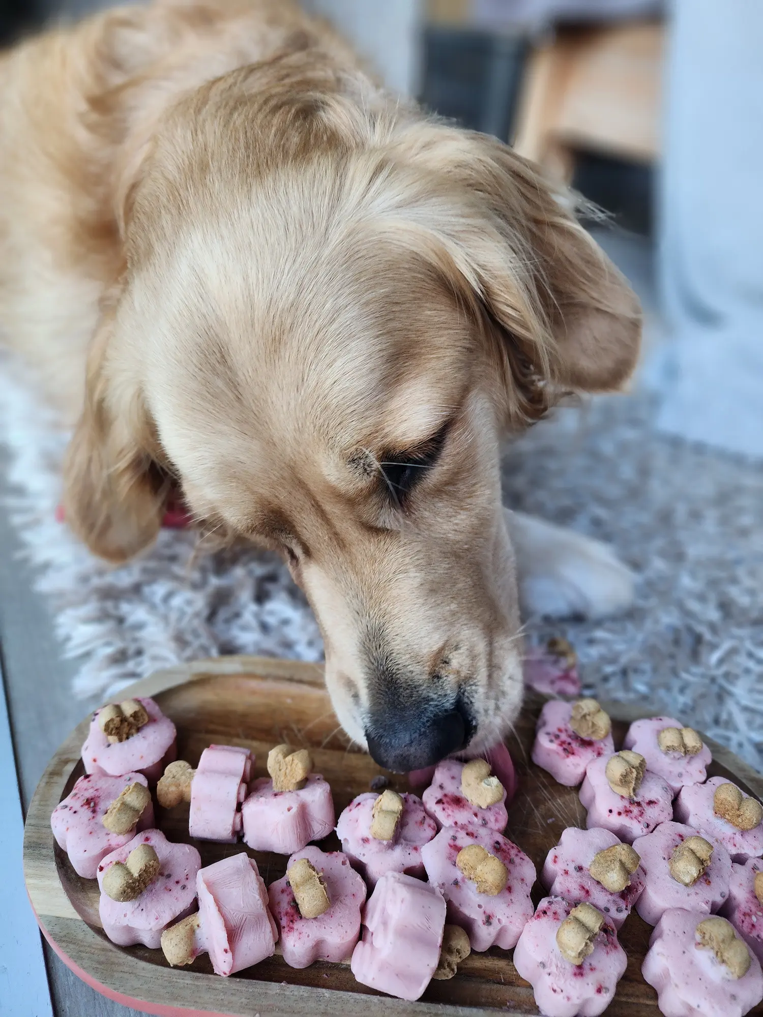 Lana eating her frozen paw treats