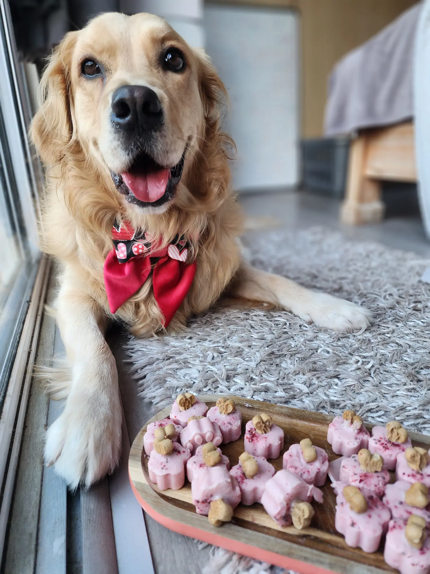 Lana the golden retriever posing with her homemade frozen paw treats
