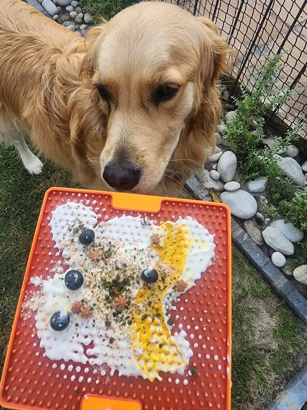 Lana looking at her decorated lick mat