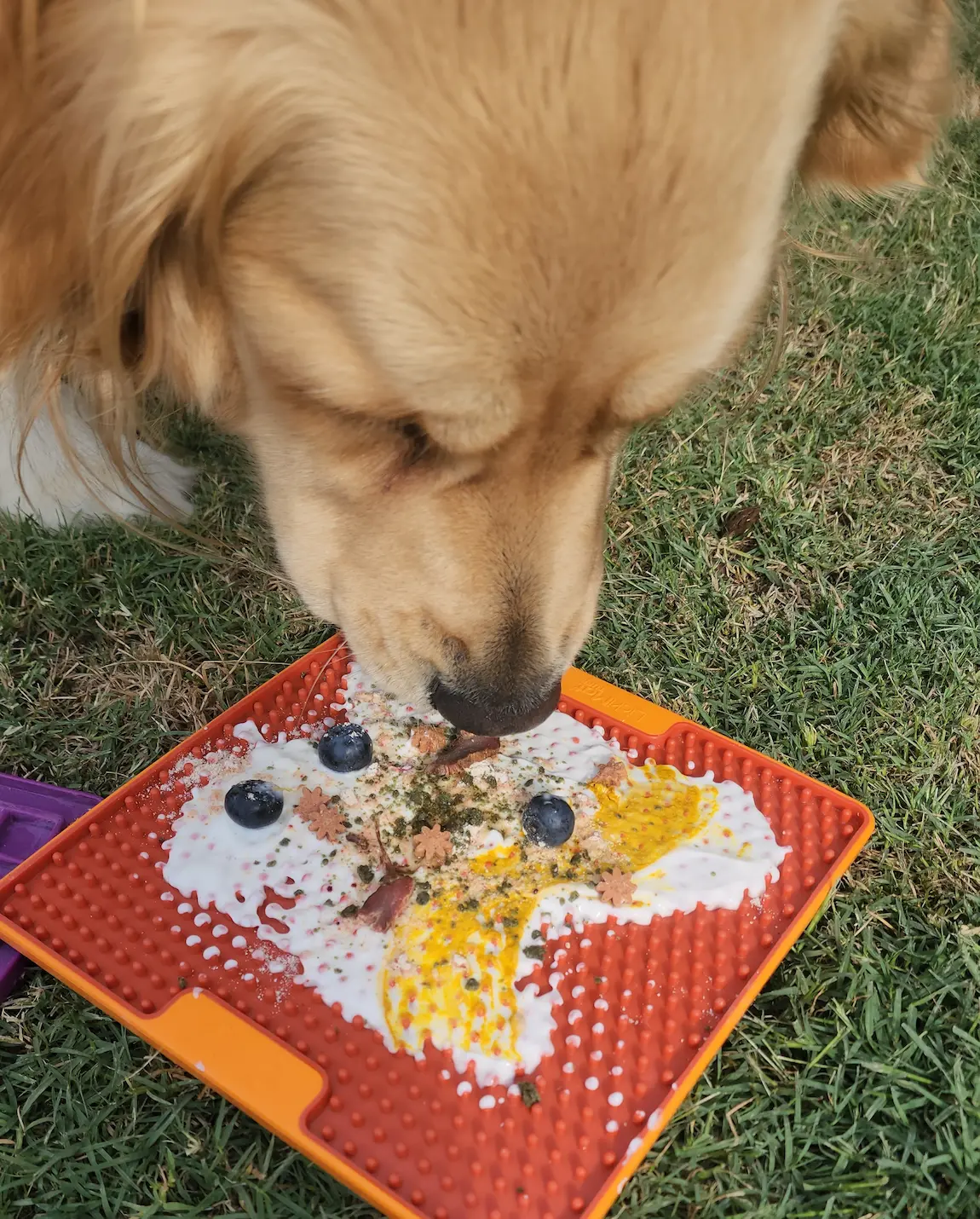 Lana enjoying a loaded lick mat on the grass