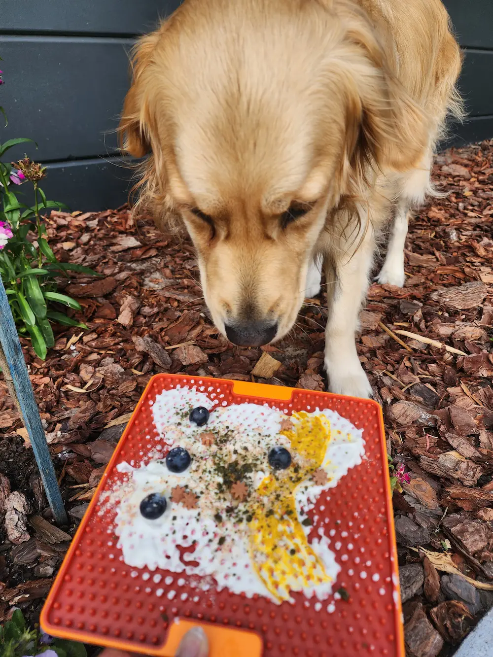 Lana approaching her filled lick mat outdoors