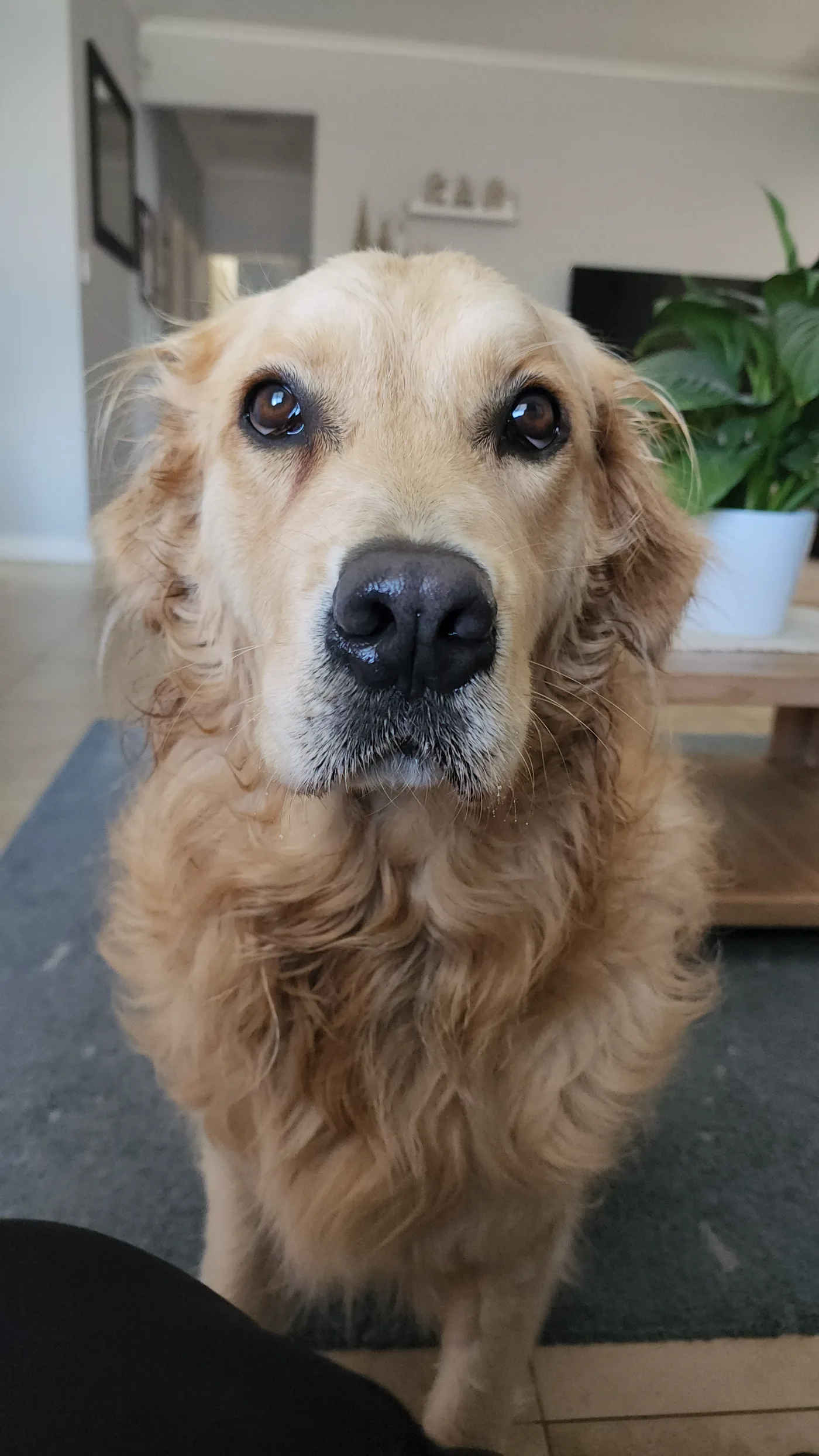 Lana resting her chin on the sofa, looking up with soft eyes