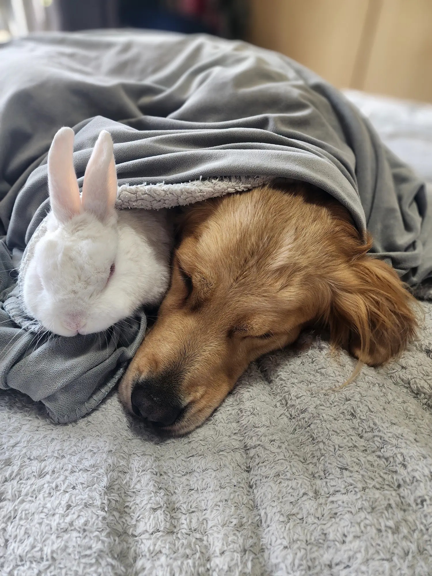 Lana and Marshie tucked together under a grey blanket, cheek to cheek