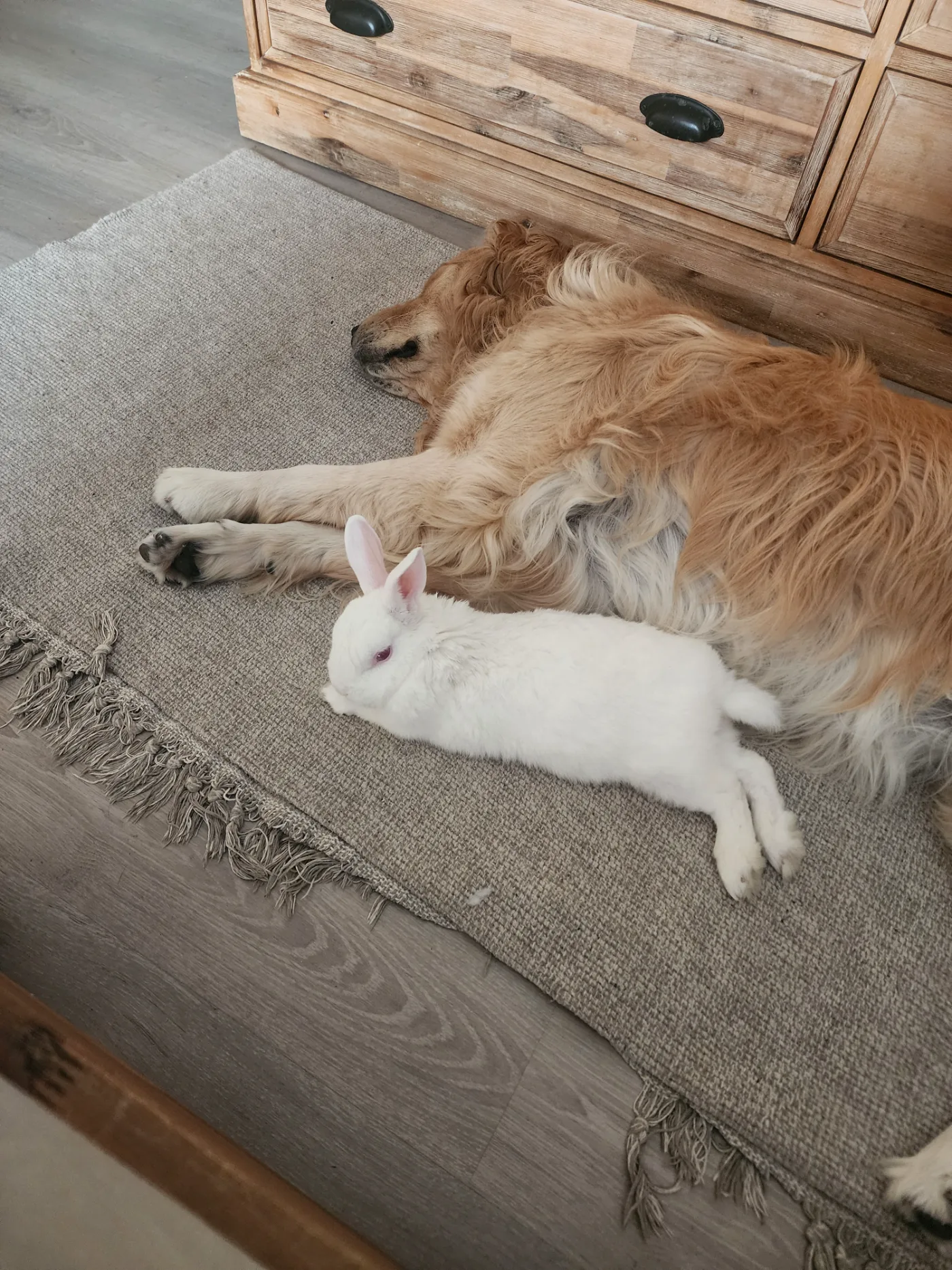 Lana and Marshie flopped together on the rug