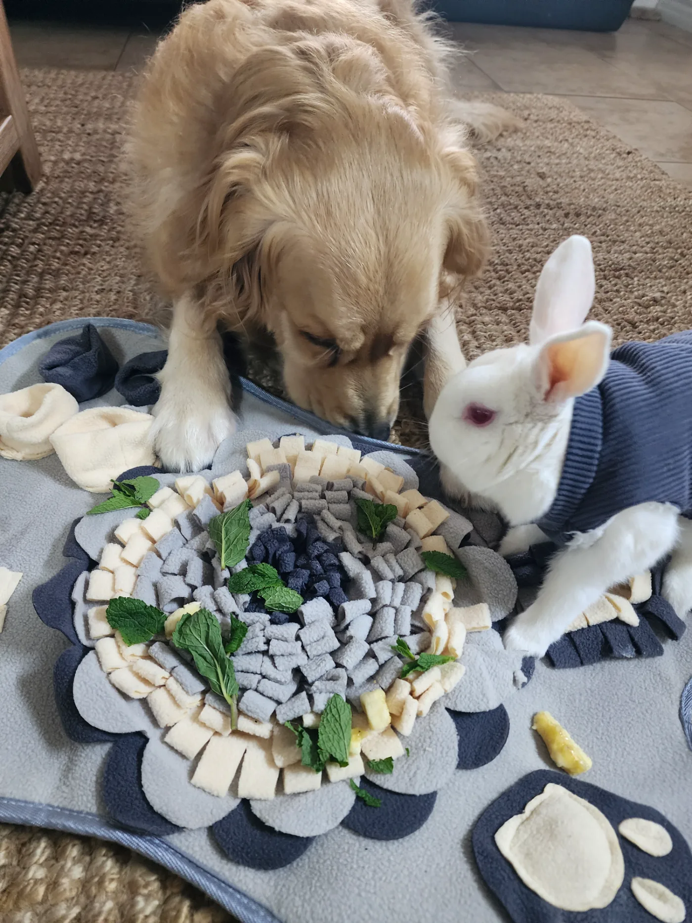 Lana foraging in her snuffle mat