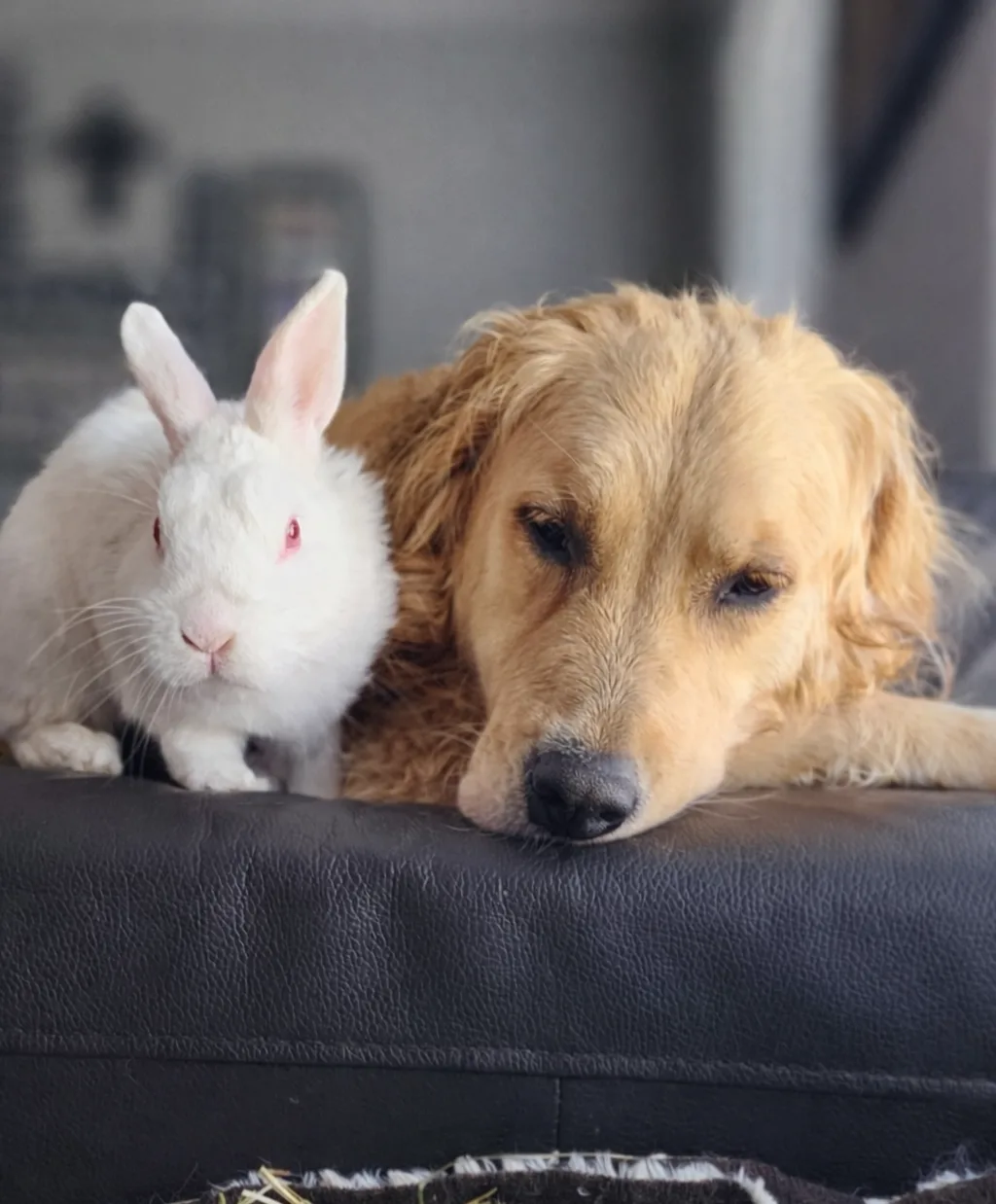 Lana and Marshie relaxing together on the sofa