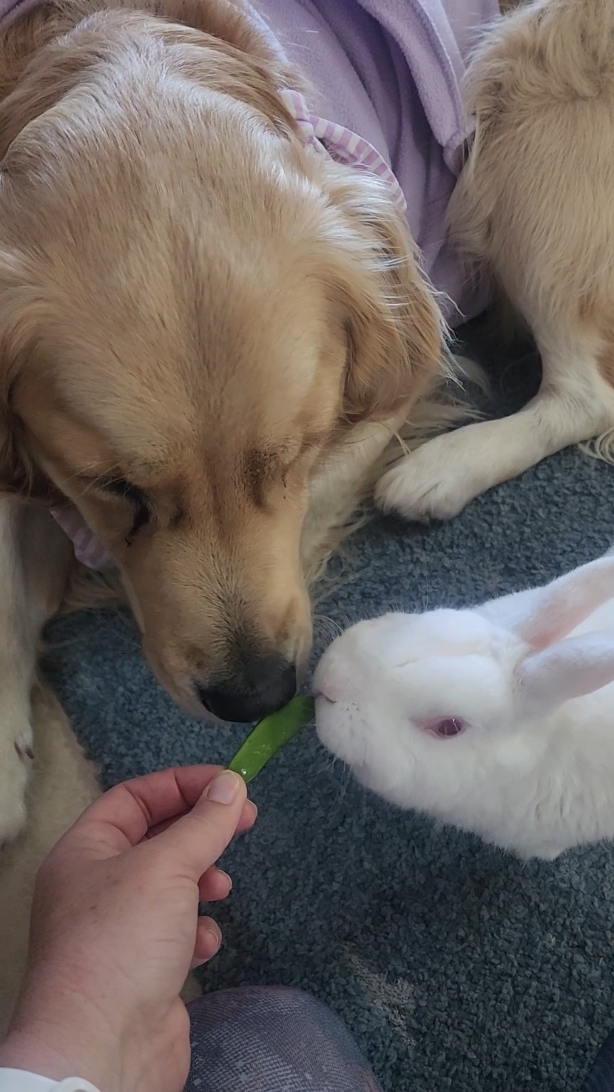 Lana and Marshie both going for the same sugar snap
