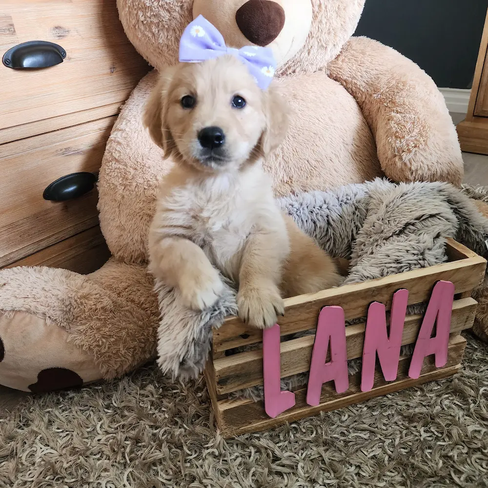 Lana the golden retriever puppy sitting in a wooden crate with her name spelled in pink letters