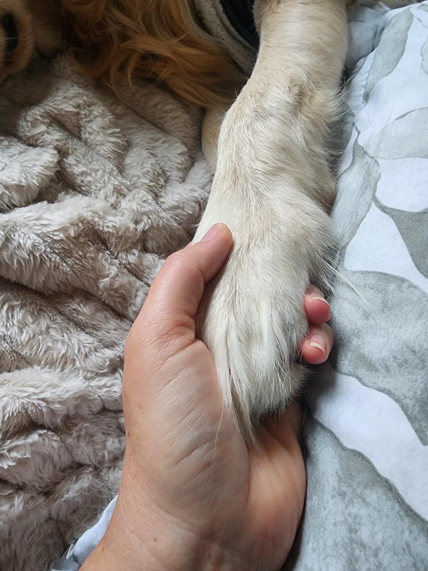 Lana's golden paw resting in a hand
