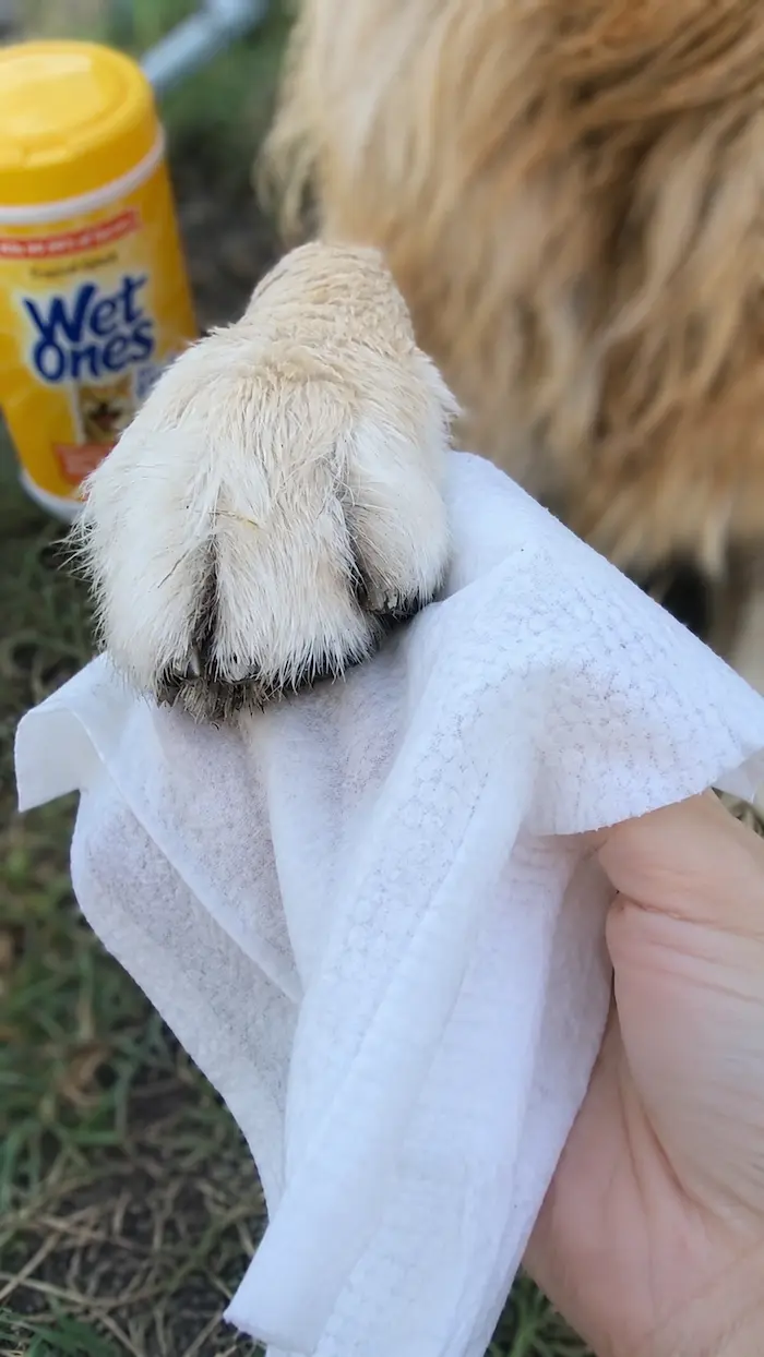 Wiping Lana the Golden Retriever's muddy paw with a dog wipe