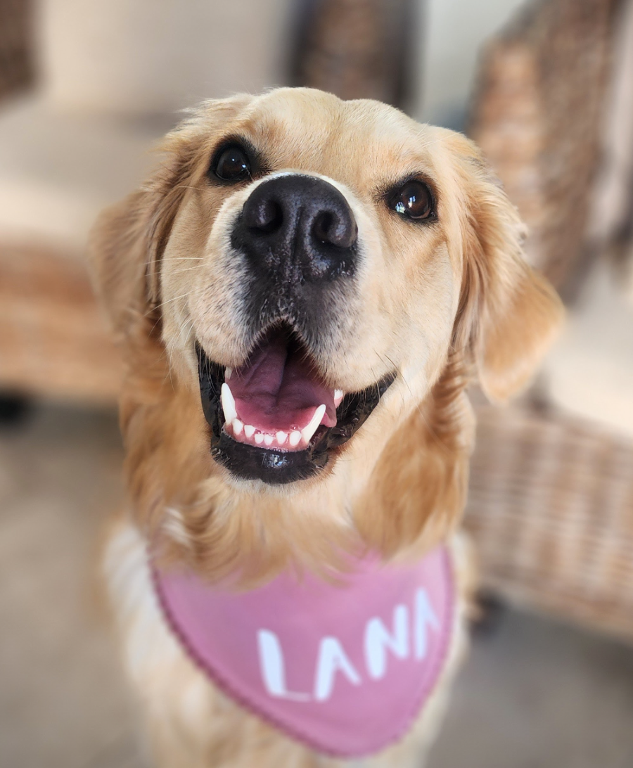 Lana the golden retriever smiling with her pink LANA bandana