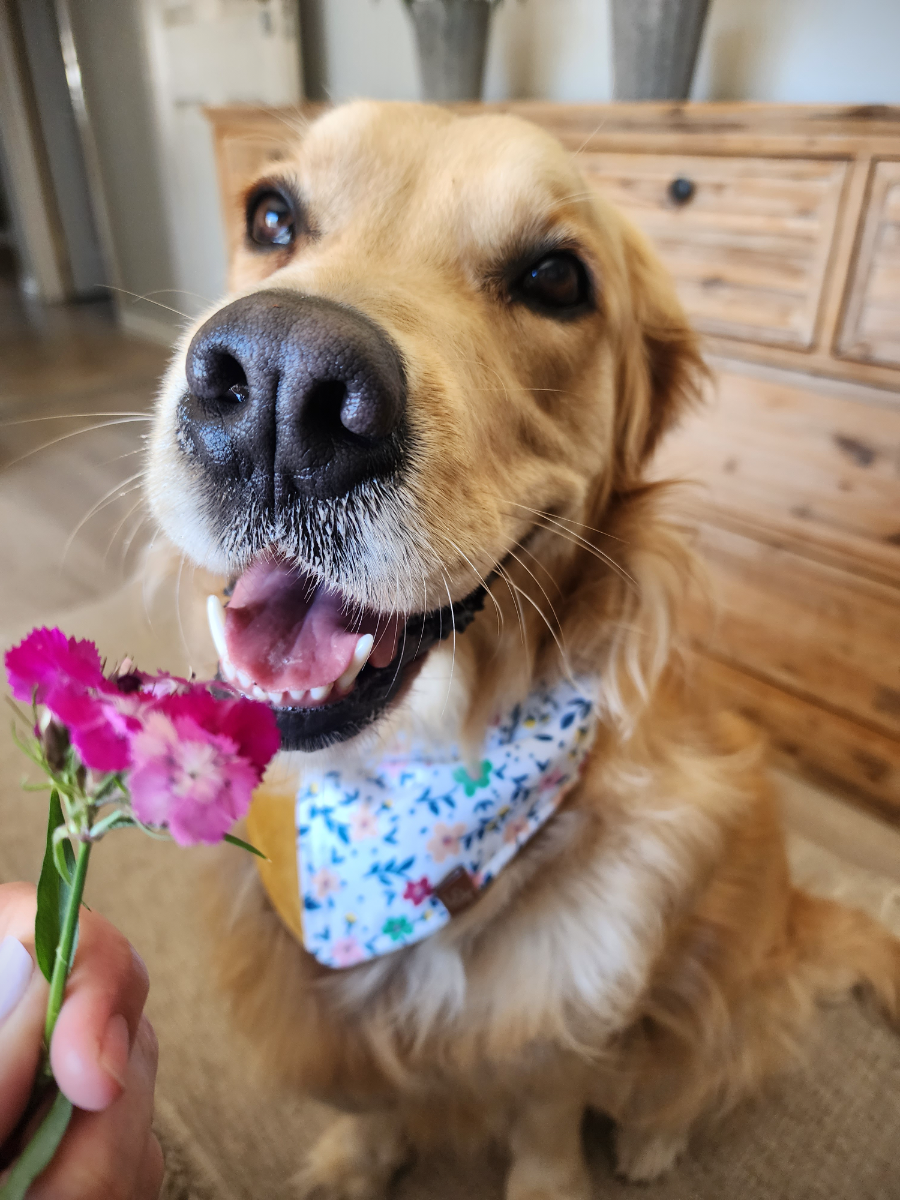 Lana with a pink flower and her floral bandana — full of joy