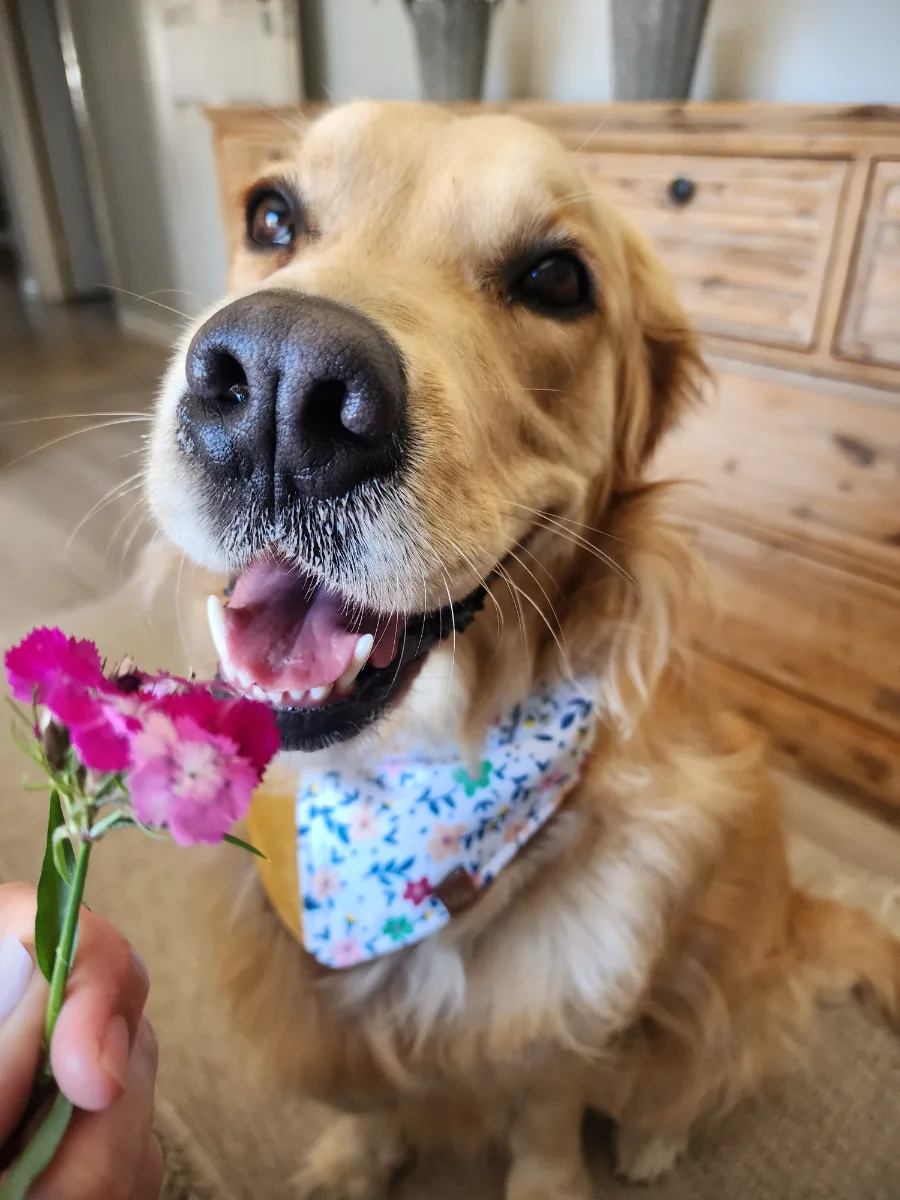 Lana with a pink flower and her floral bandana — full of joy