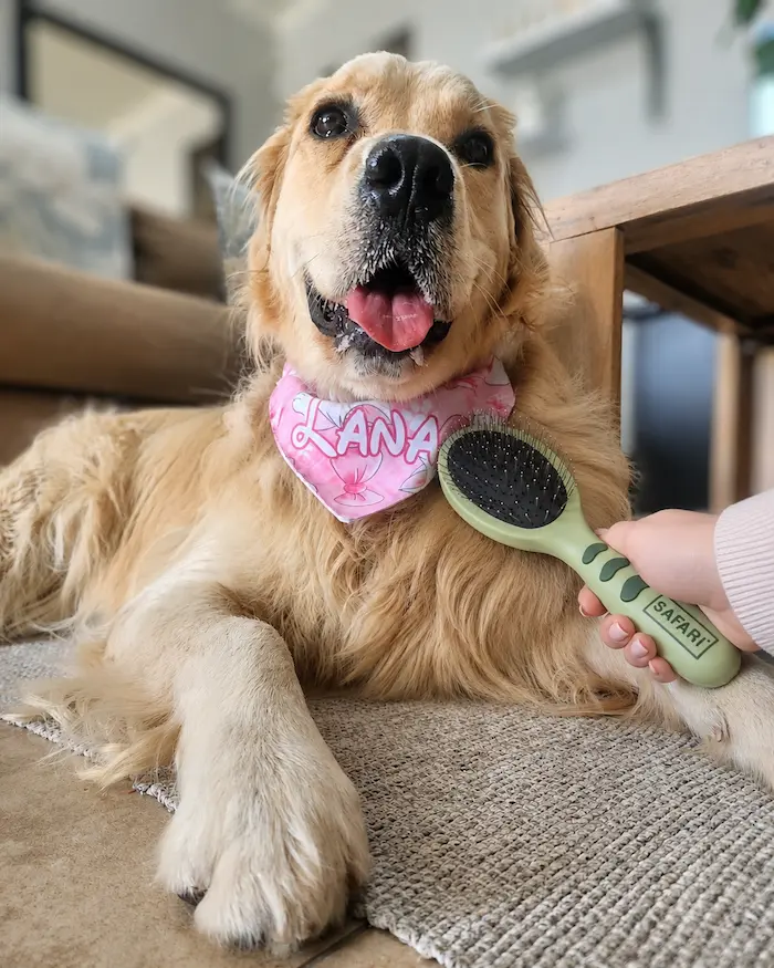 Lana the Golden Retriever smiling next to a pin brush