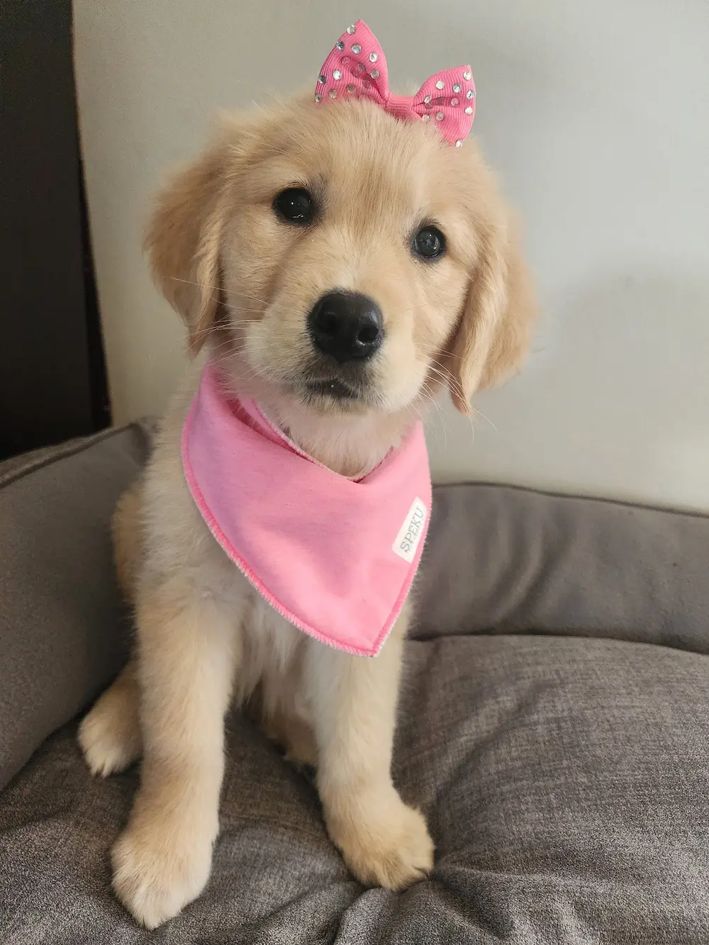 Lana the golden retriever puppy wearing a pink bandana and bow, sitting on a couch