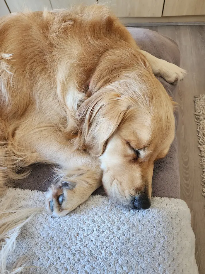 Lana resting indoors, cosy and dry after a rainy walk