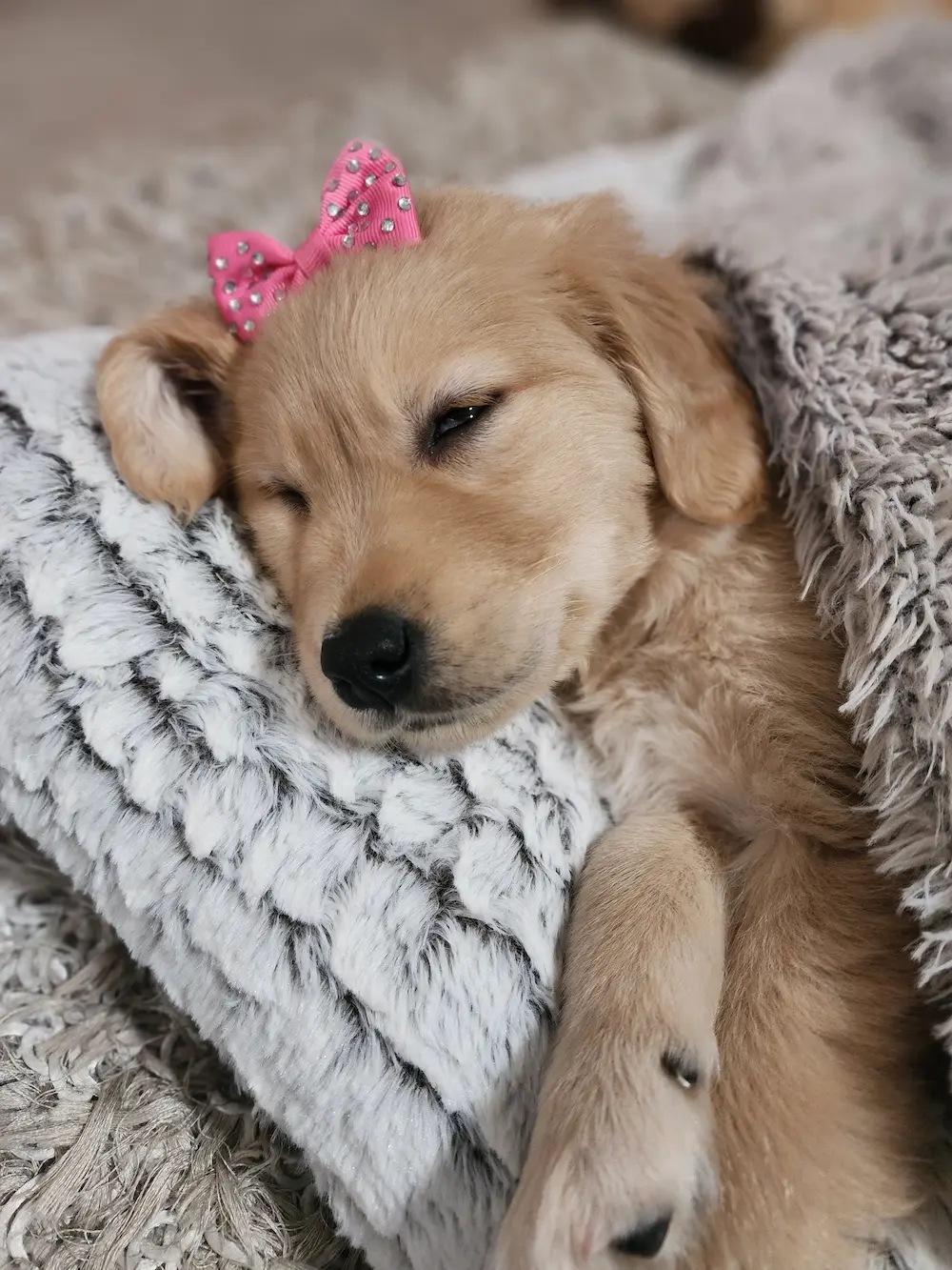 Lana the golden retriever puppy asleep on a soft blanket wearing a pink bow