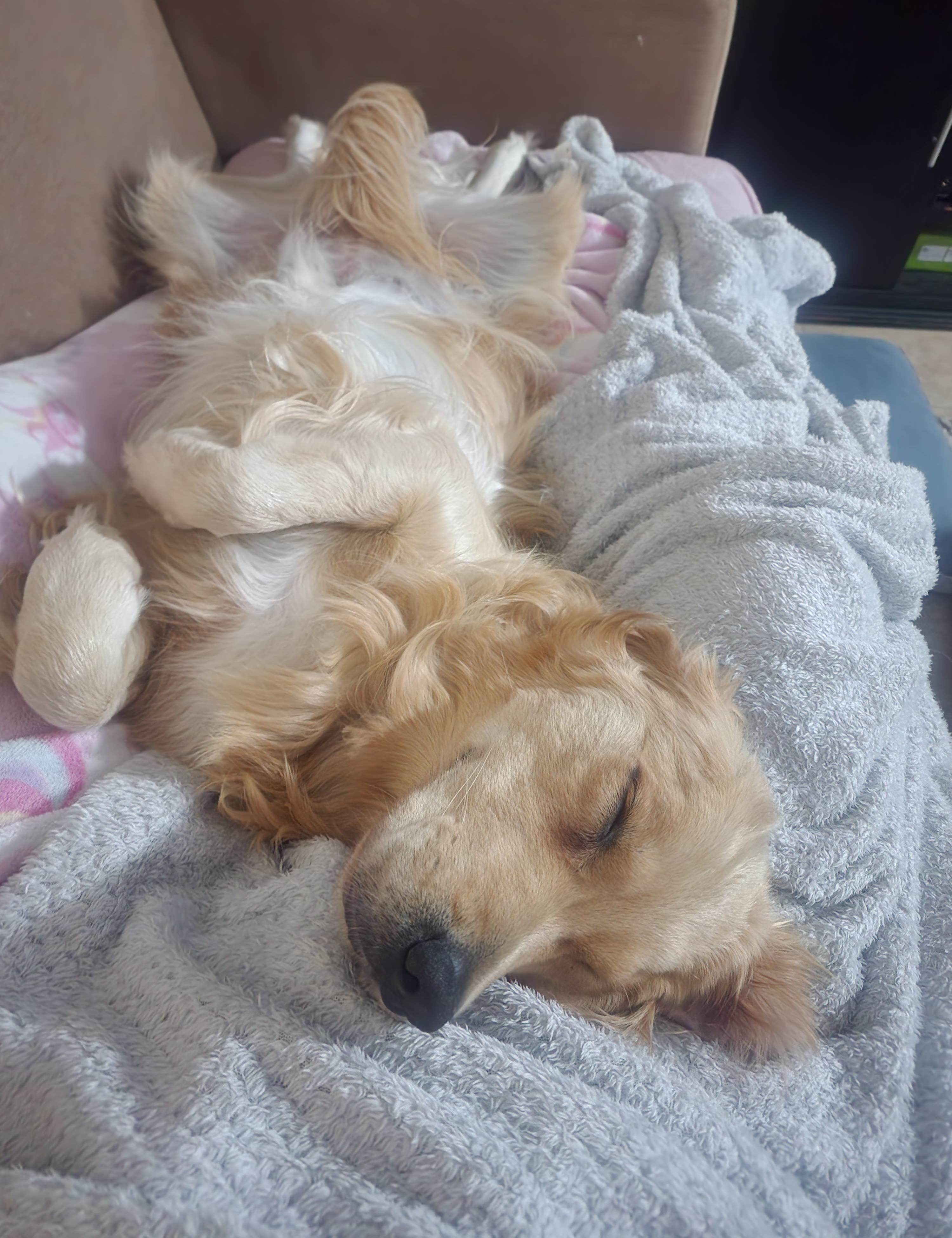 Lana the golden retriever sleeping deeply on her back — a happy, relaxed dog