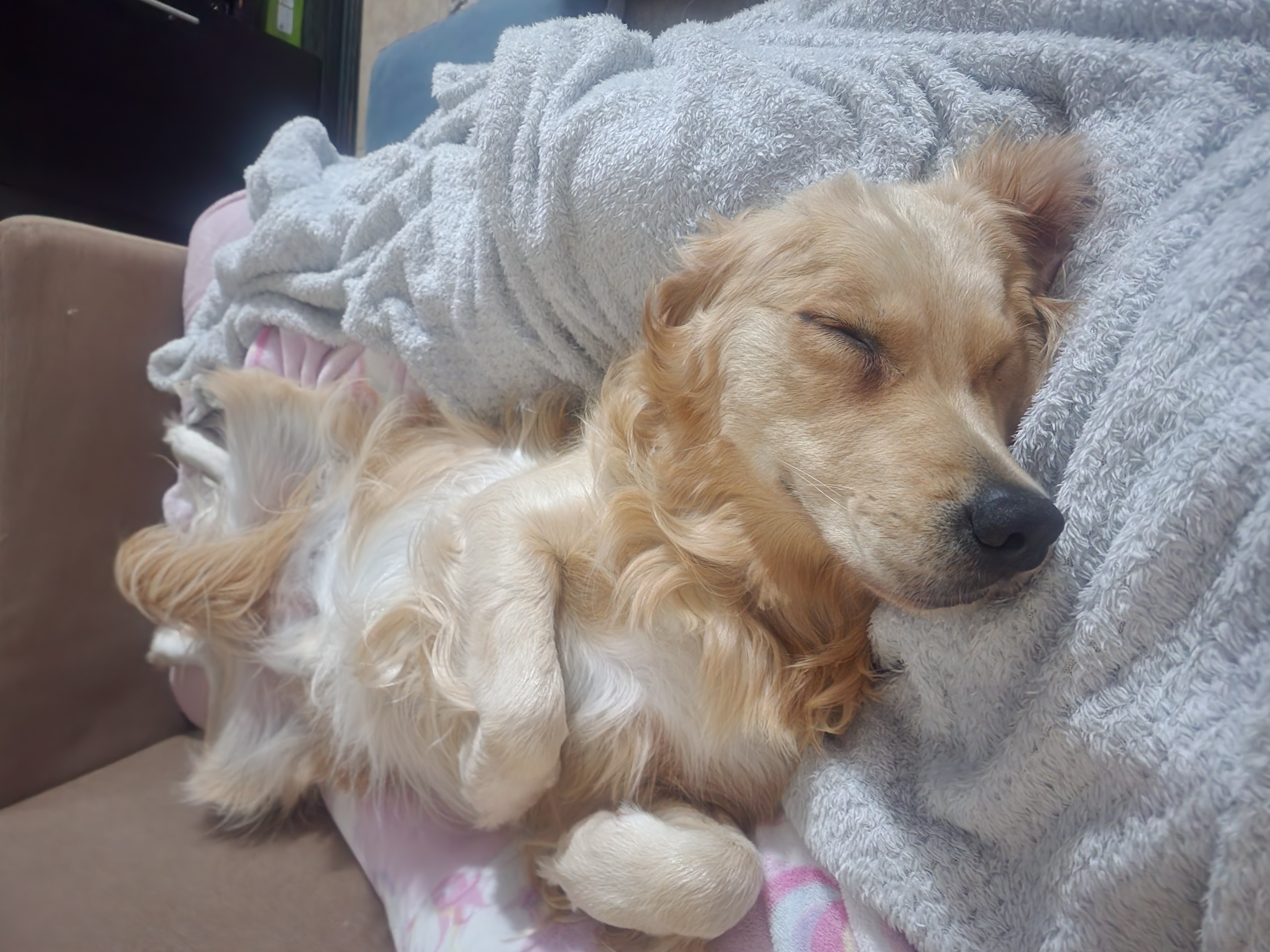 Lana the golden retriever sleeping deeply on her back — completely relaxed and at peace