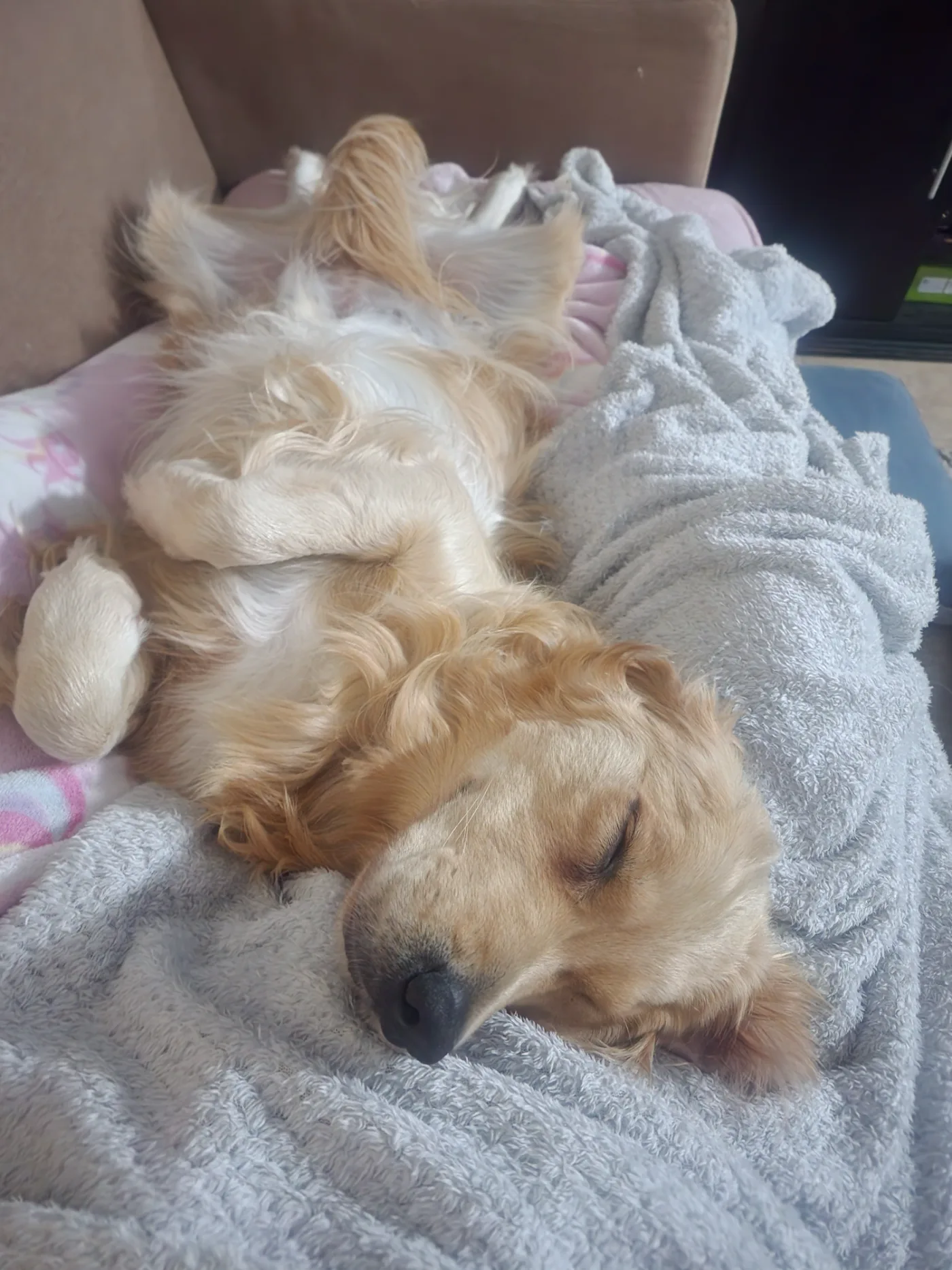 Lana the golden retriever sleeping deeply on her back — completely relaxed and at peace